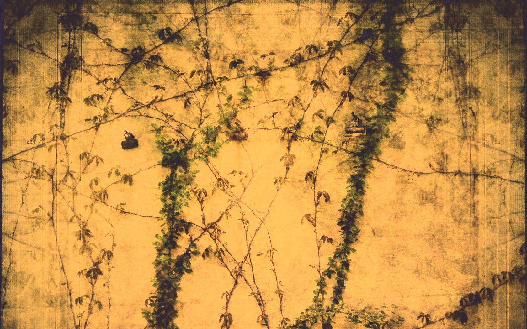 Растение на стене обои