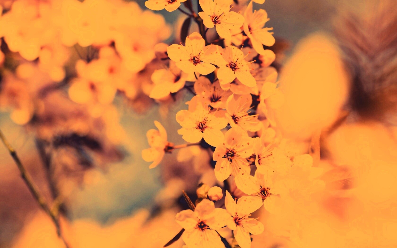 Цветение вишни обои