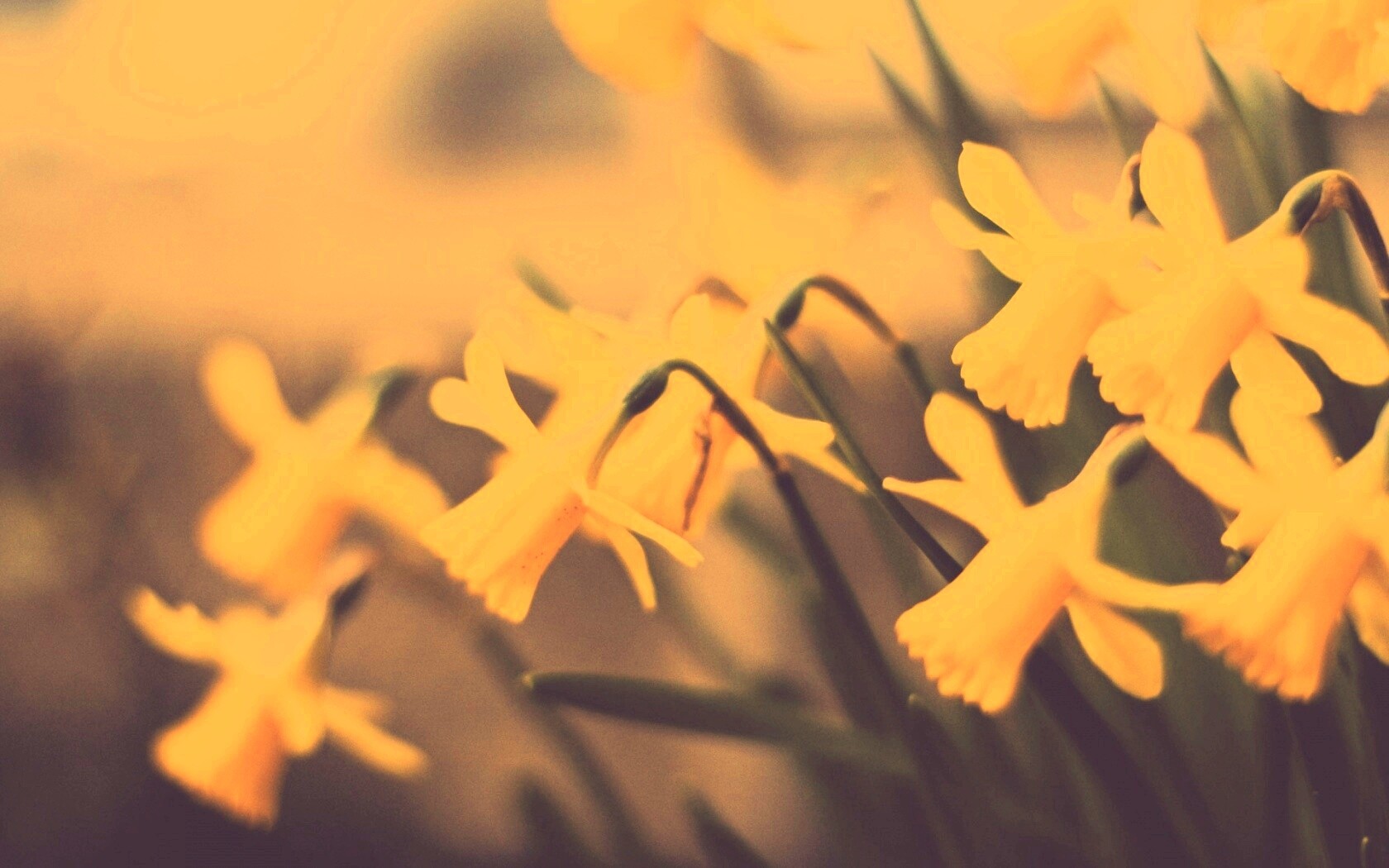 Нарциссы обои