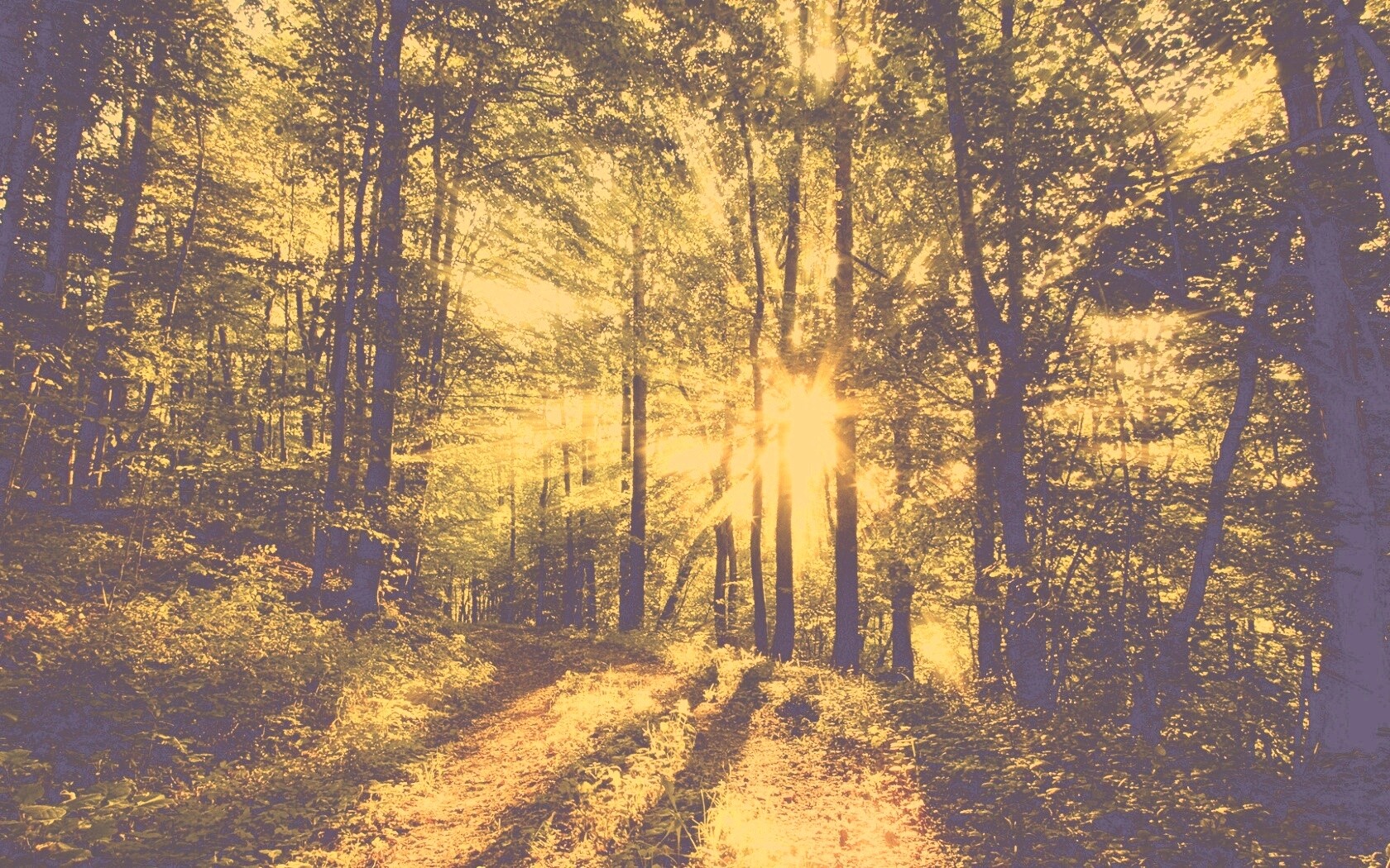 Свет сквозь деревья обои