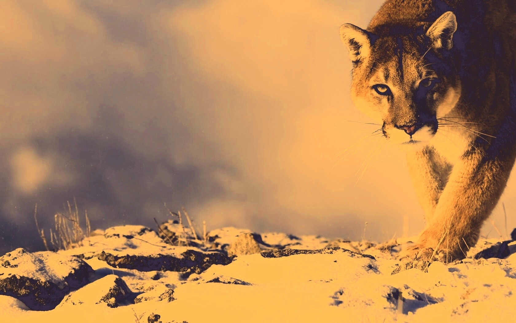 Пума с грозным взглядом обои