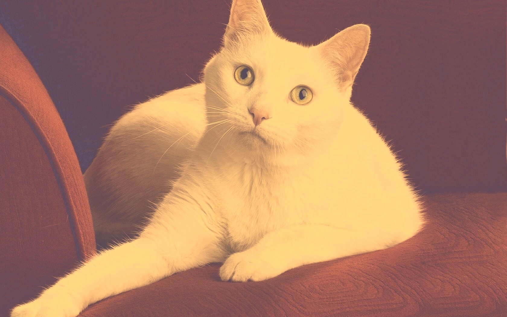 Белой кот на красном диване обои