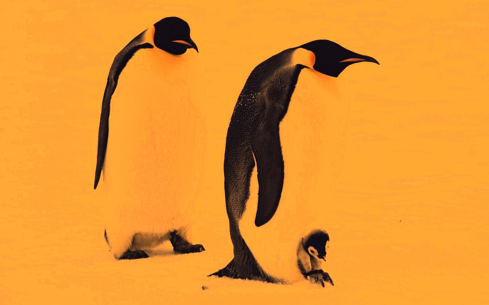 Семья пингвинов обои