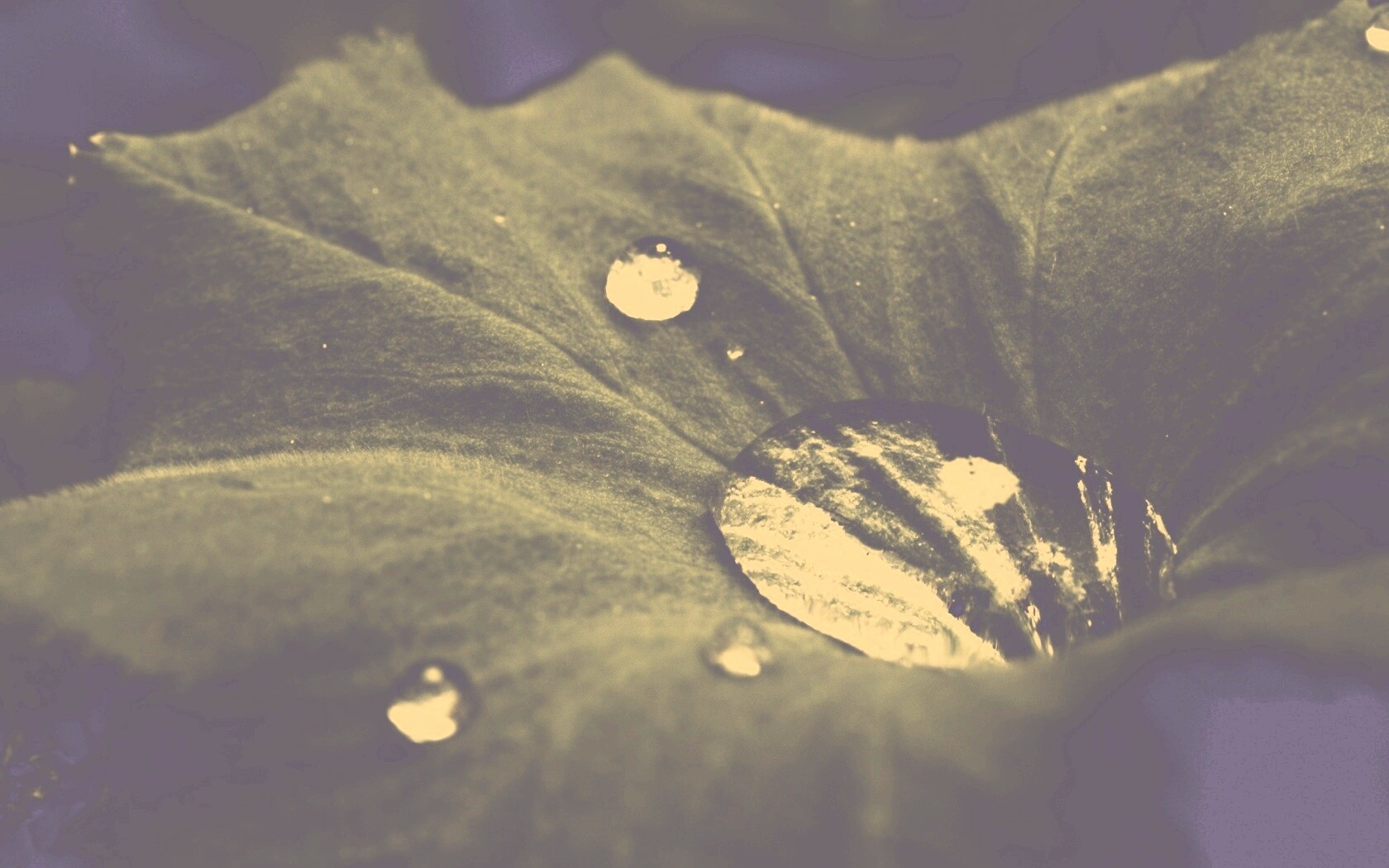 Капля в листе обои