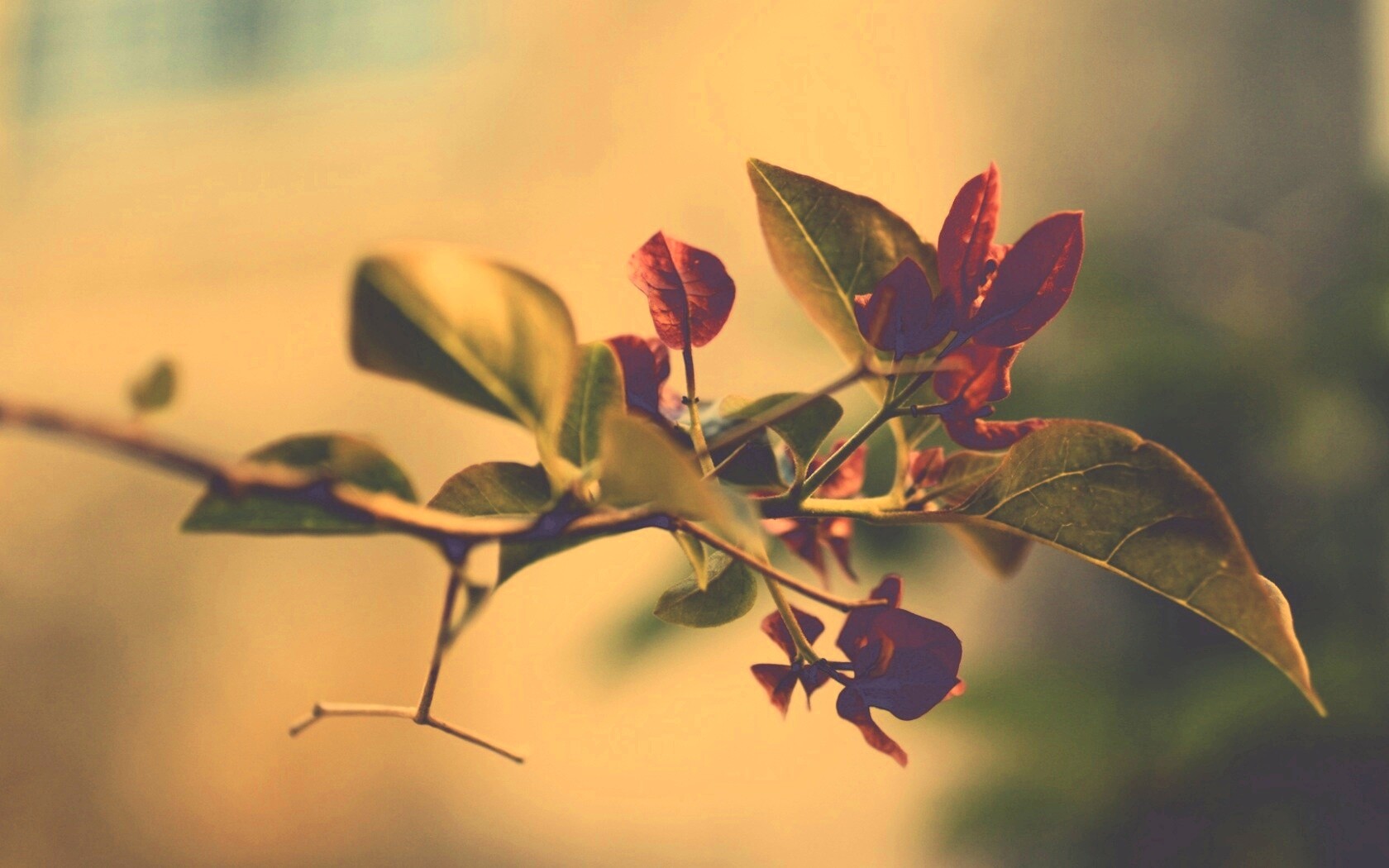 Разноцветные листья обои