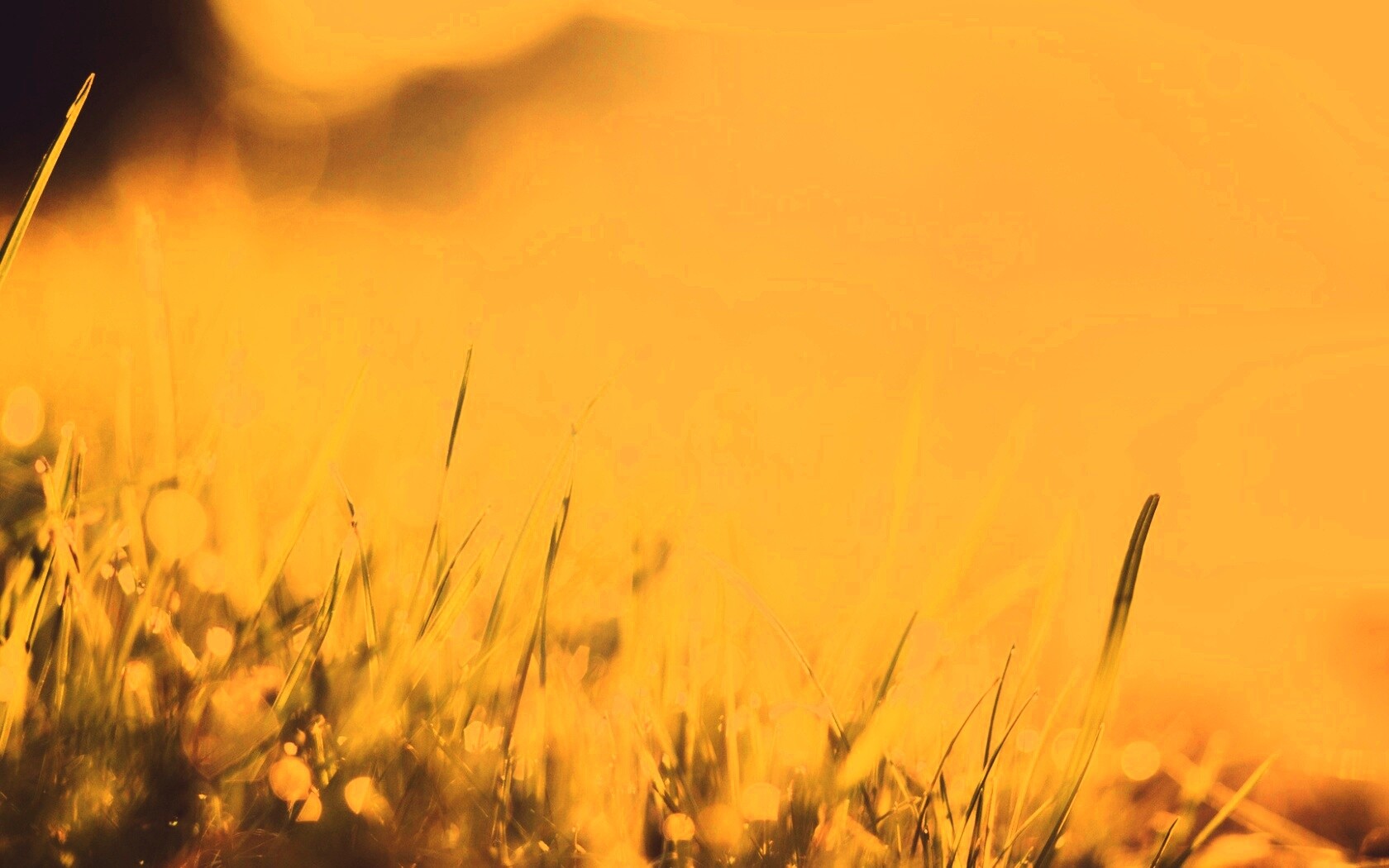 Красивая сочная трава обои