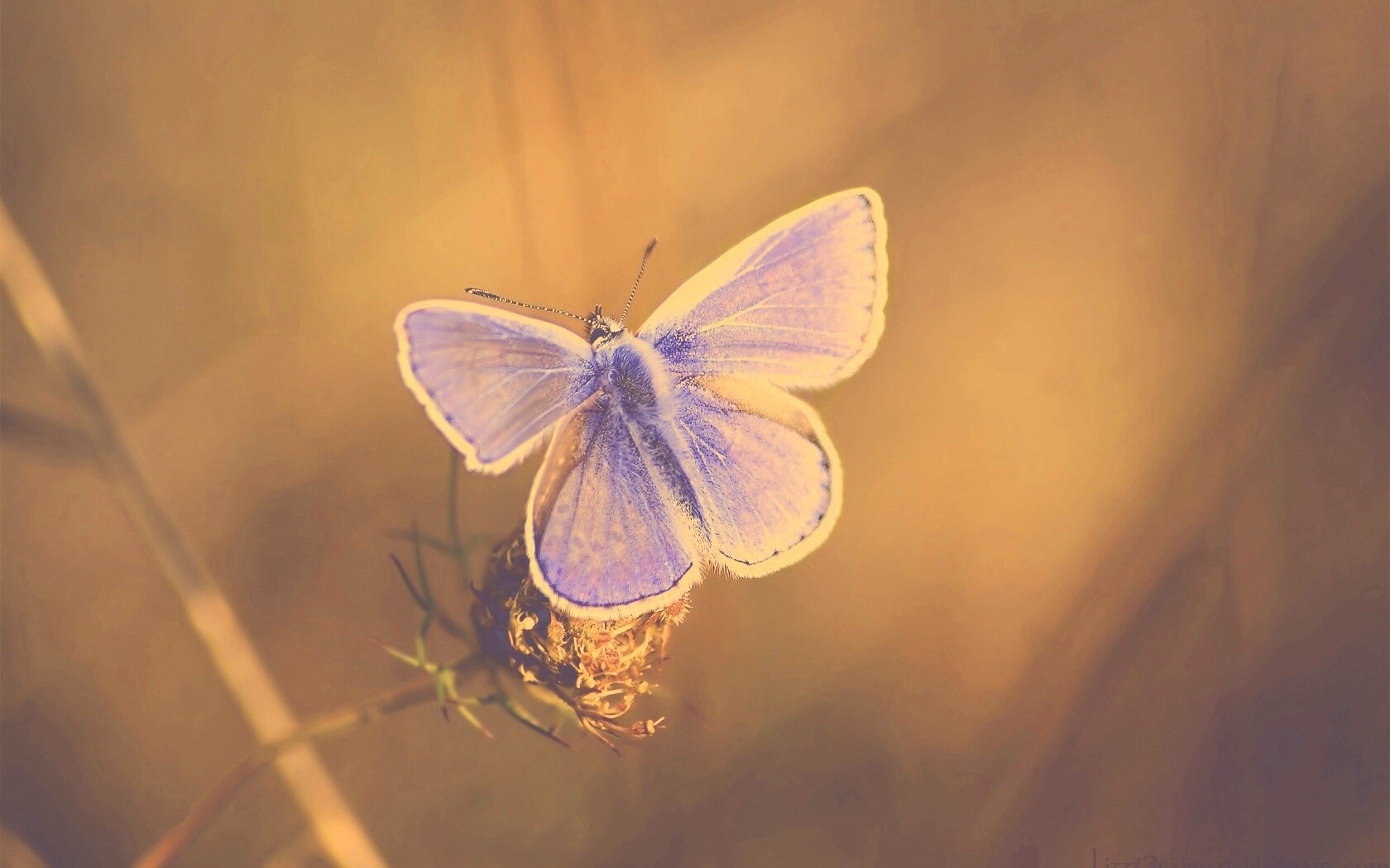 Бабочка с фиолетовыми крыльями обои
