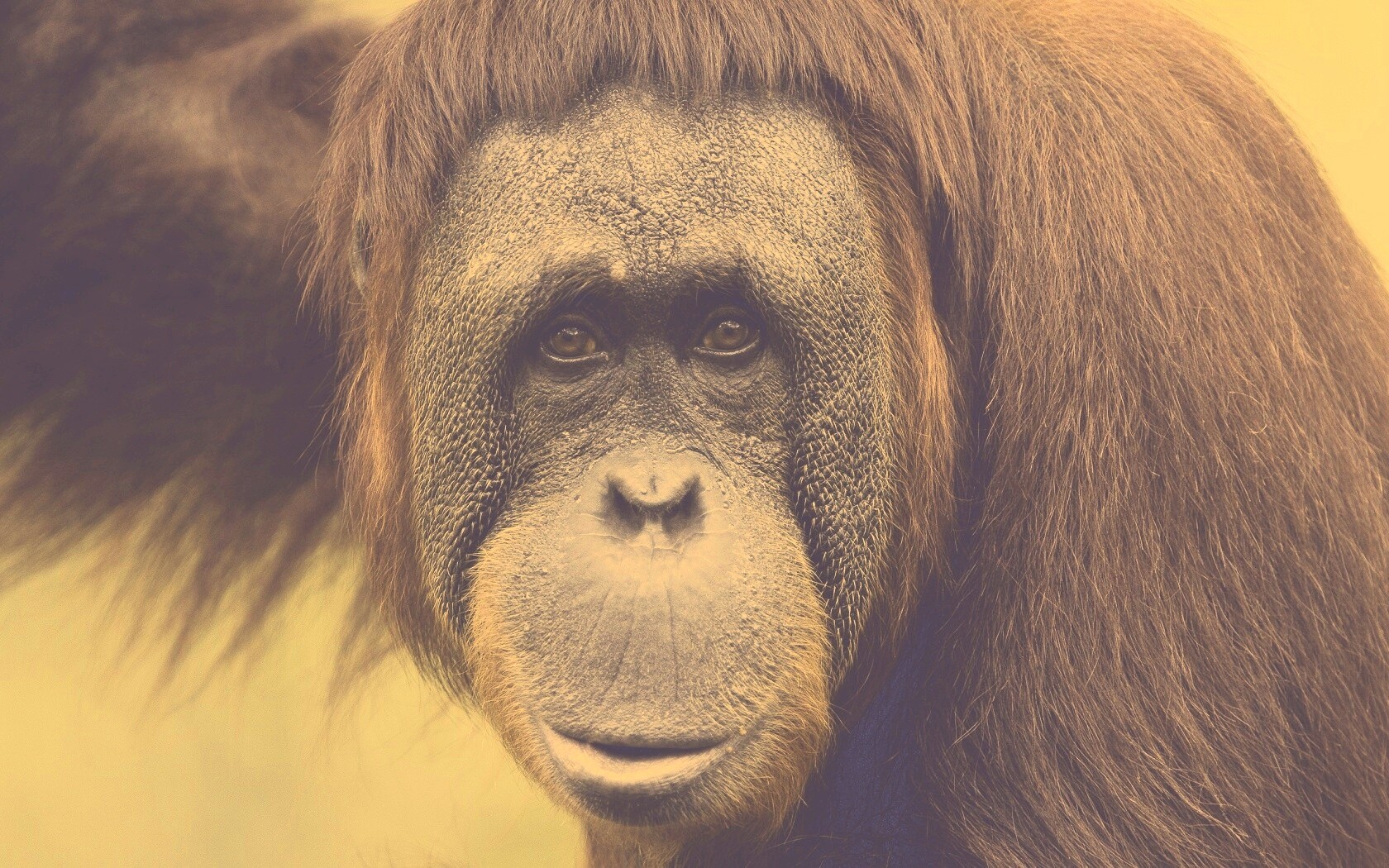 Орангутан обои