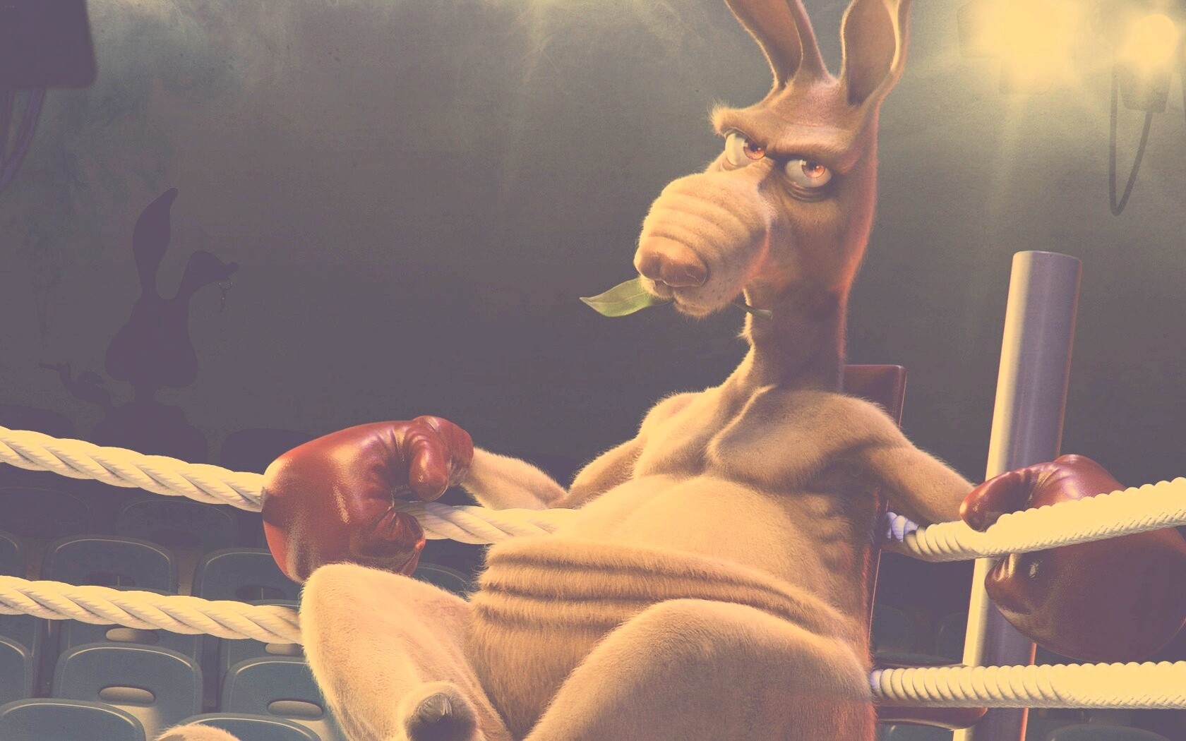 Кенгуру-боксер на ринге обои