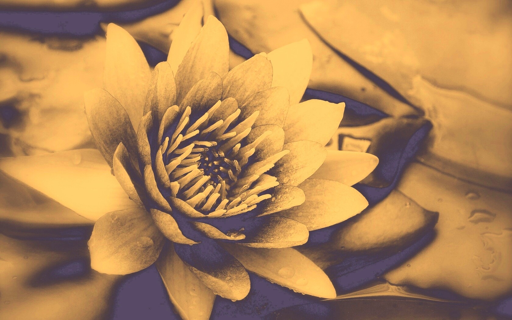 Кувшинка обои