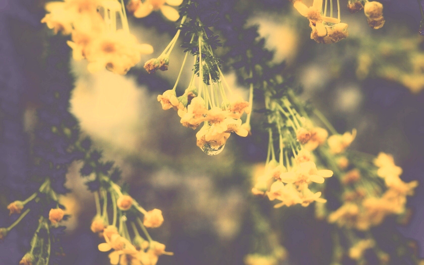 Жёлтые цветочки на ветке обои