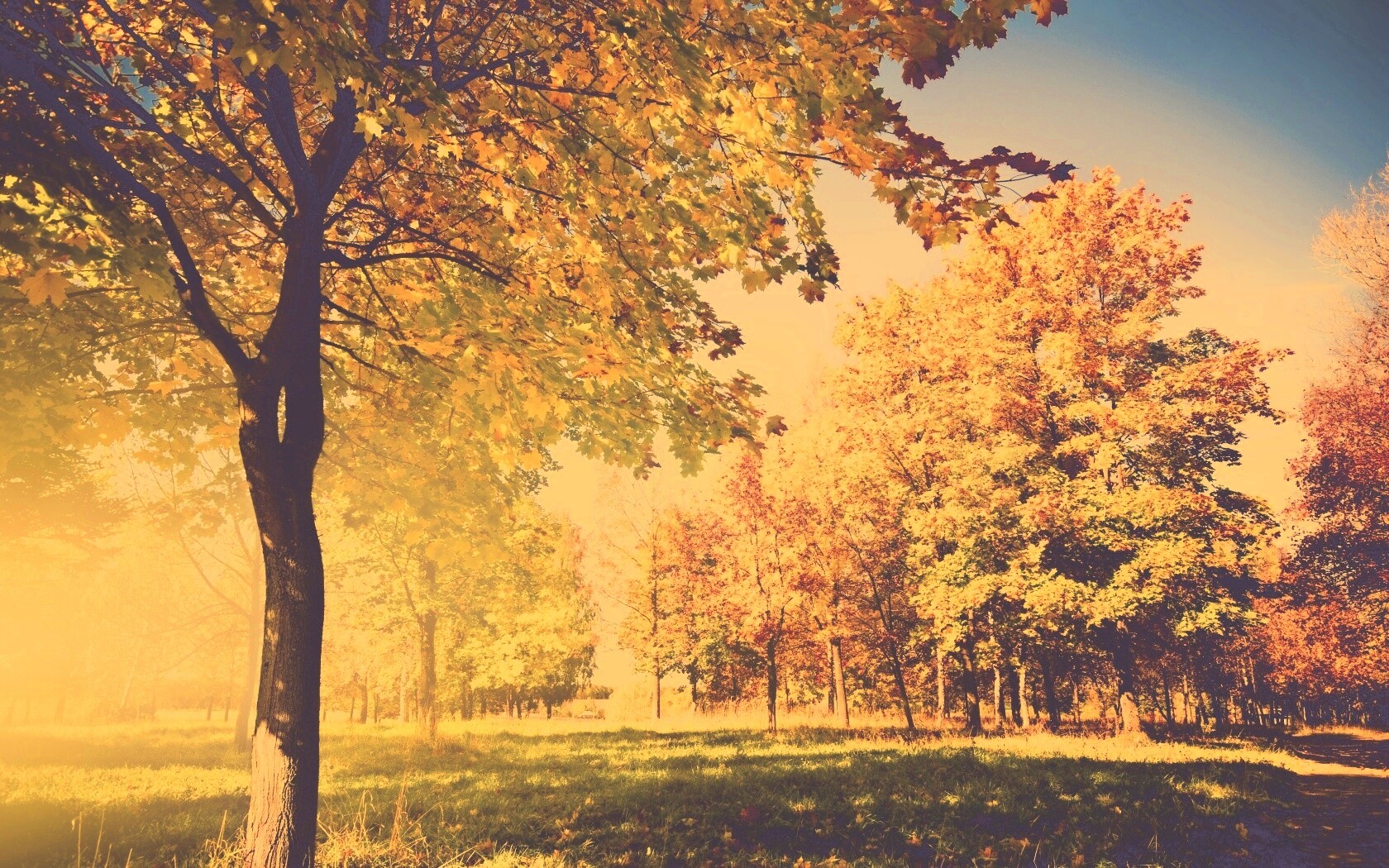 Осень в лесу обои