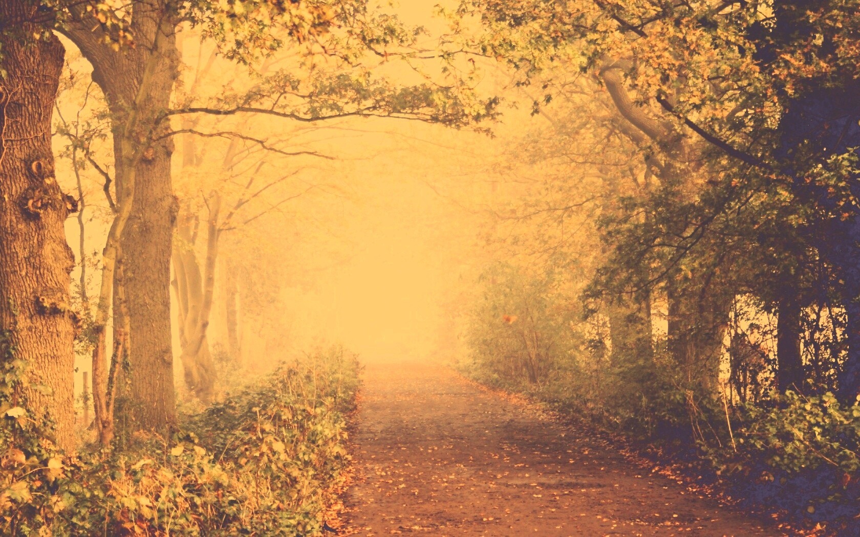 Парковая дорожка обои