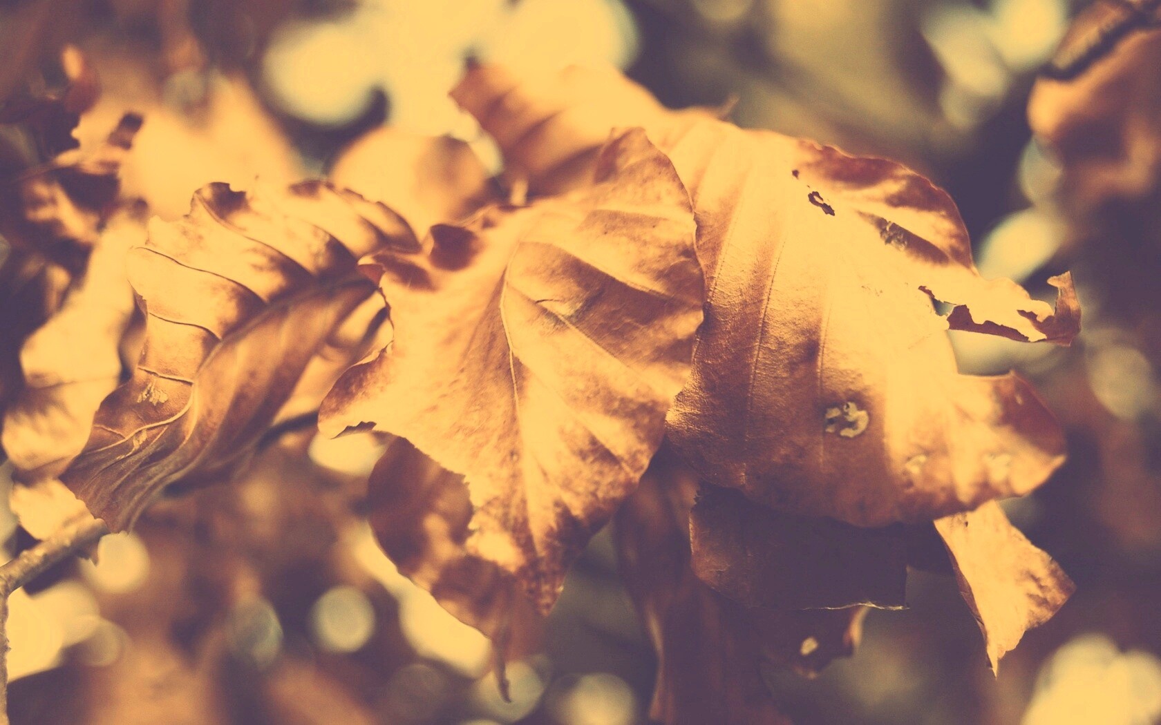 Засохший лист обои