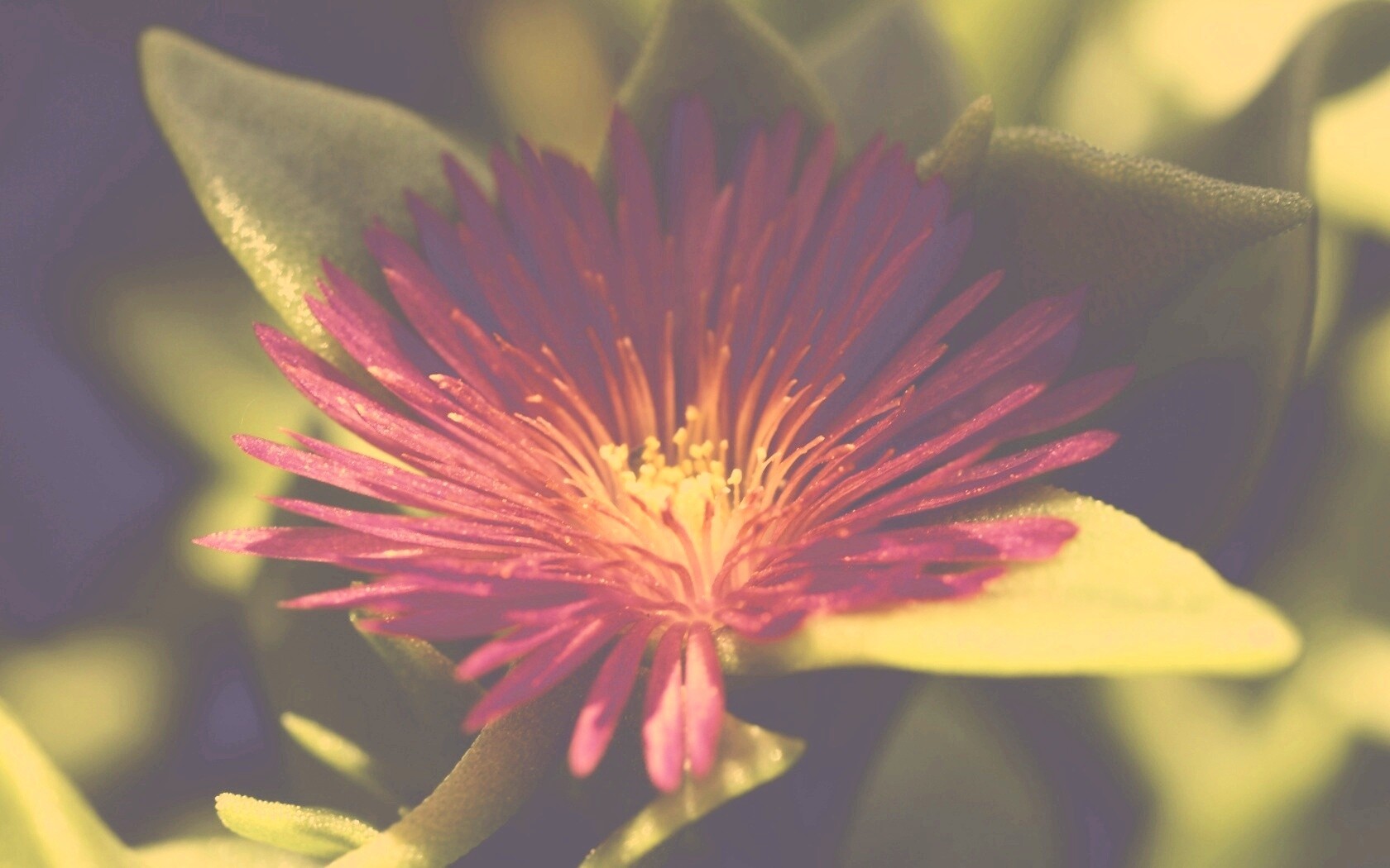 Чудесный цветок обои