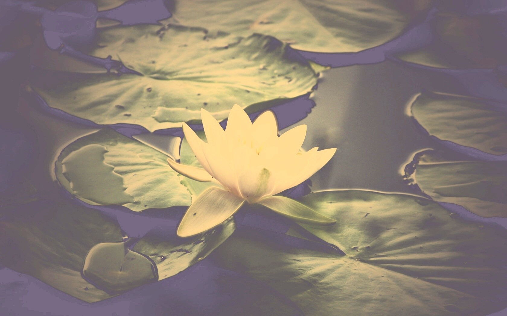 Кувшинка обои