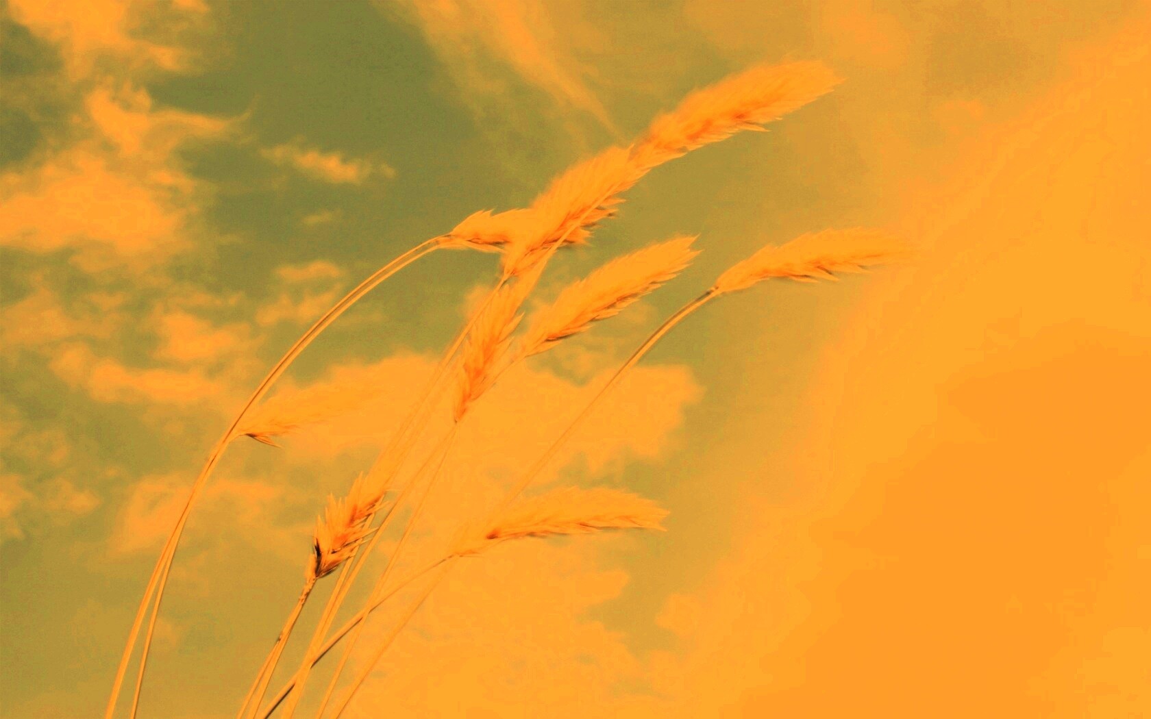 Колосья обои