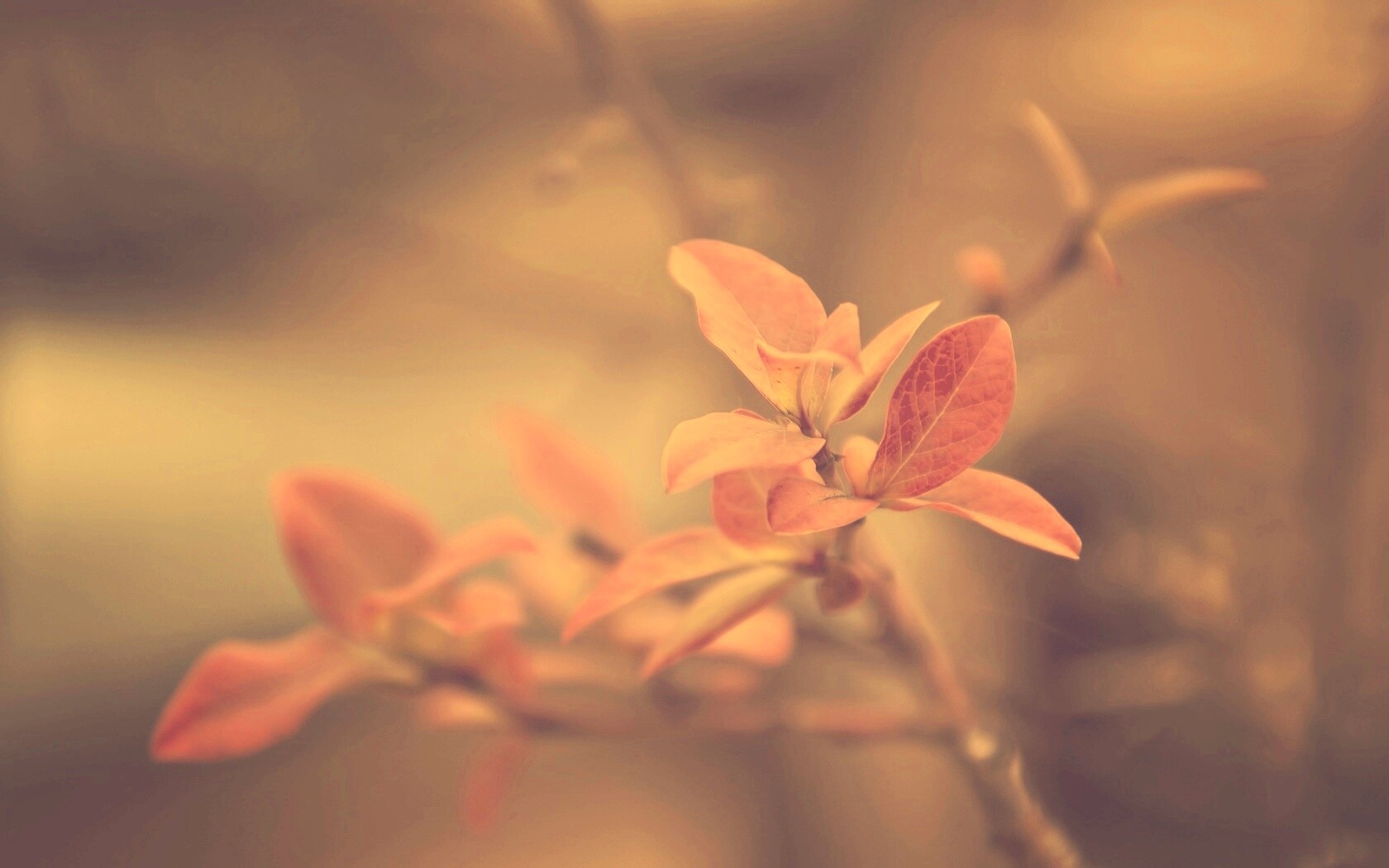 Красные листья на ветке обои