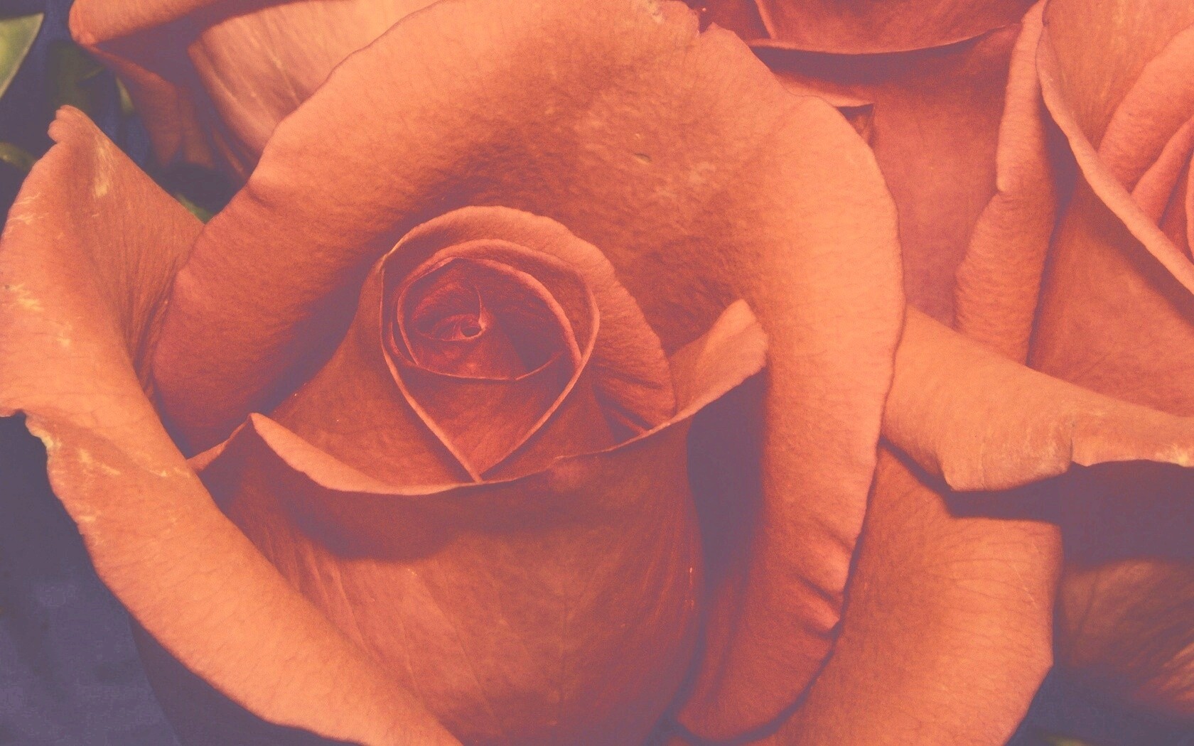 Бутон розы обои