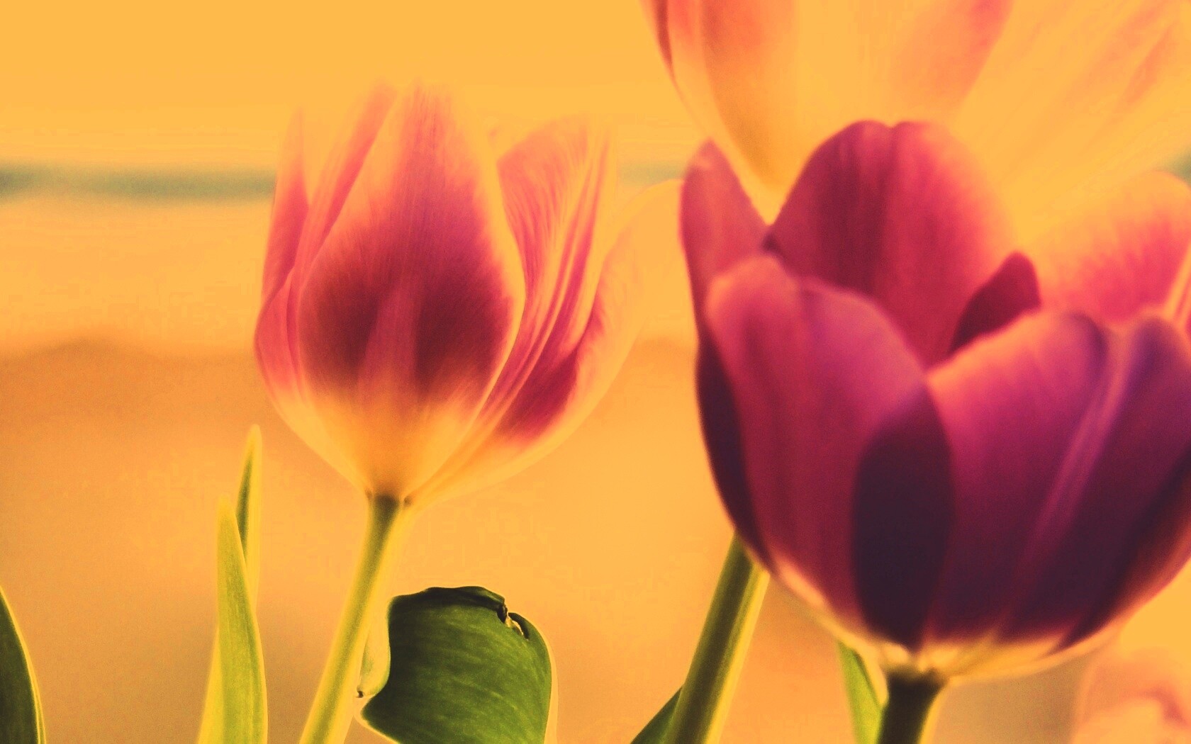 Тюльпаны обои