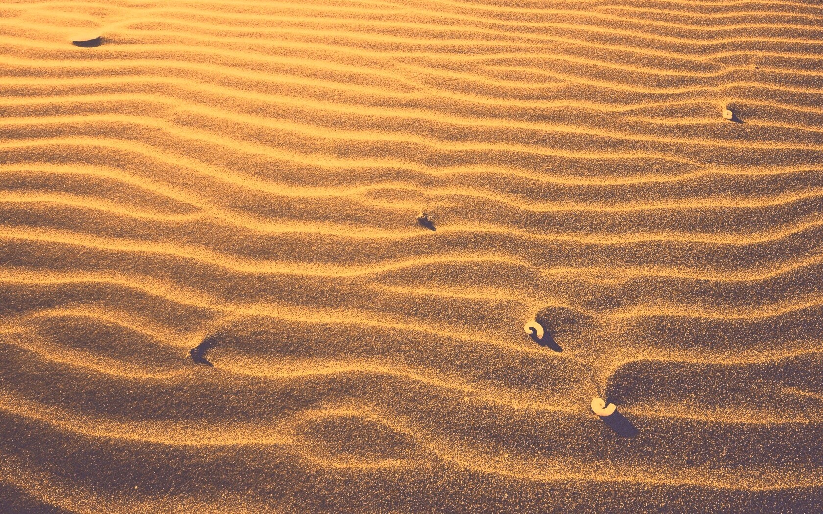 Песок и раковины обои