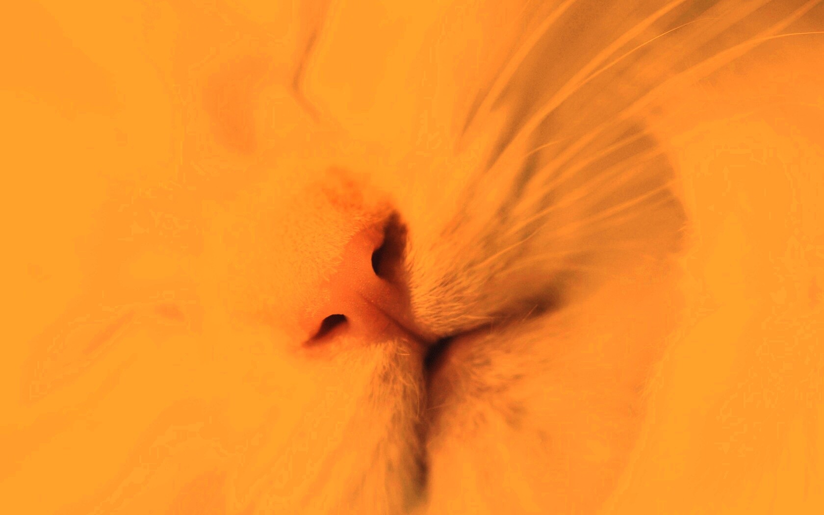 Кошачья мордочка обои