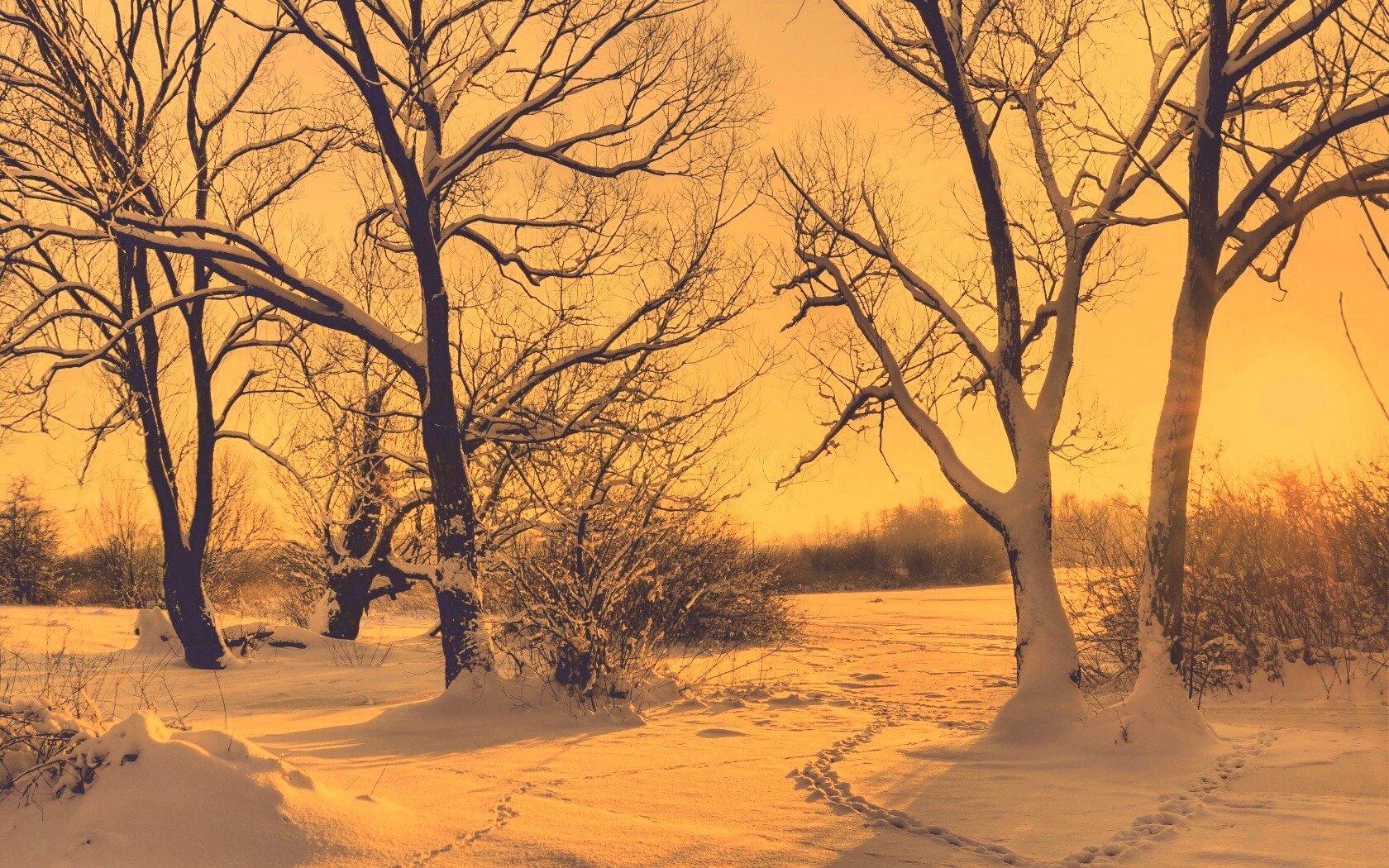 Солнечный свет в зимнем лесу обои
