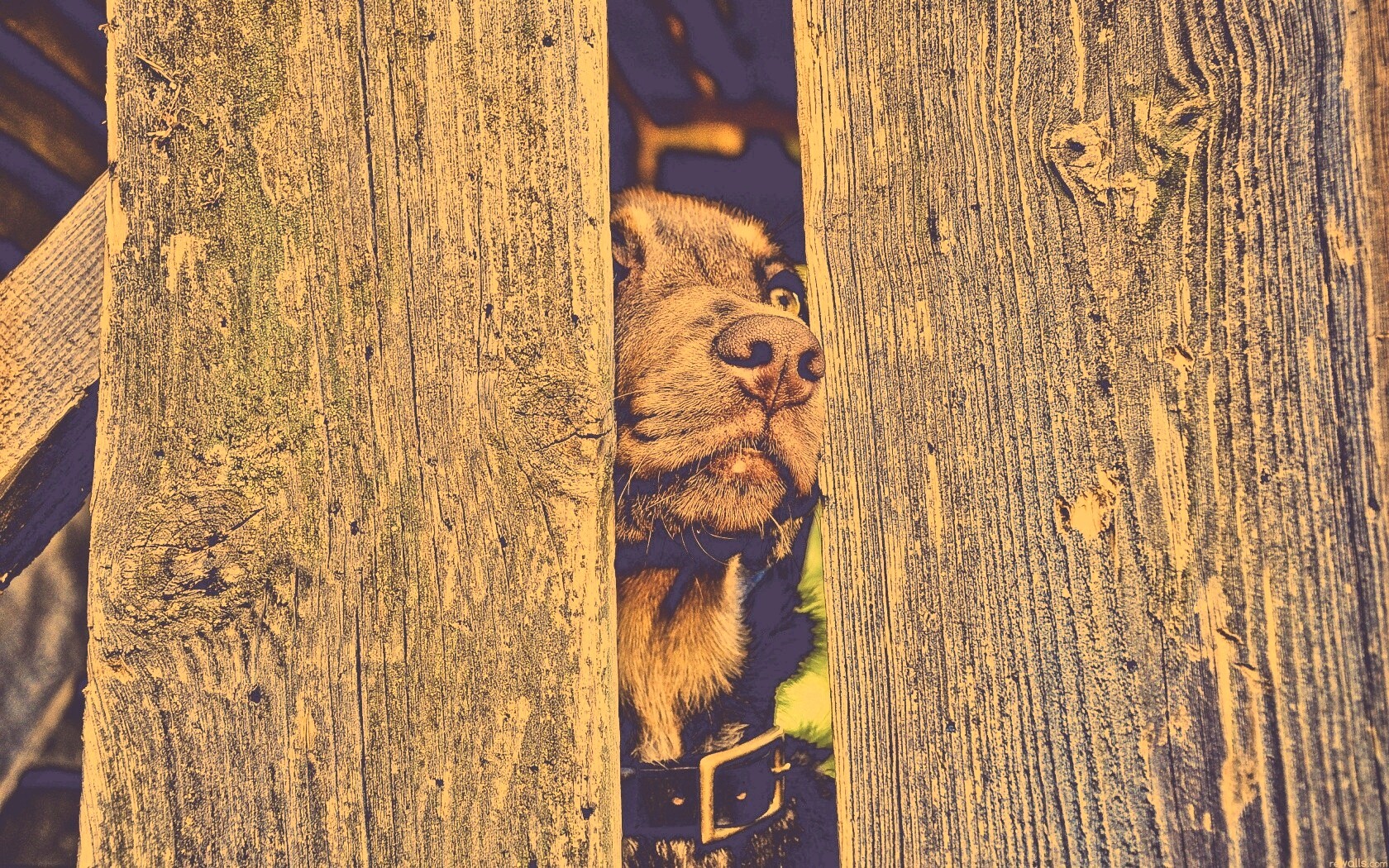 Собака выглядывает из-за забора обои