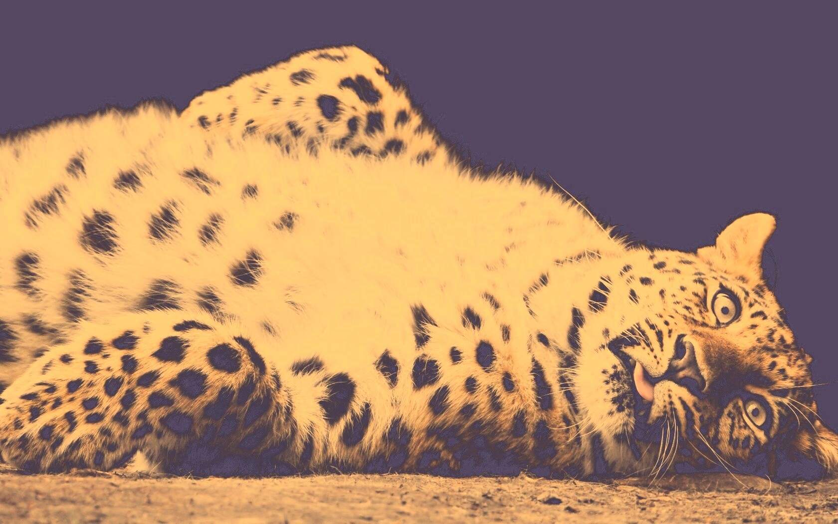 Большая пятнистая кошечка обои