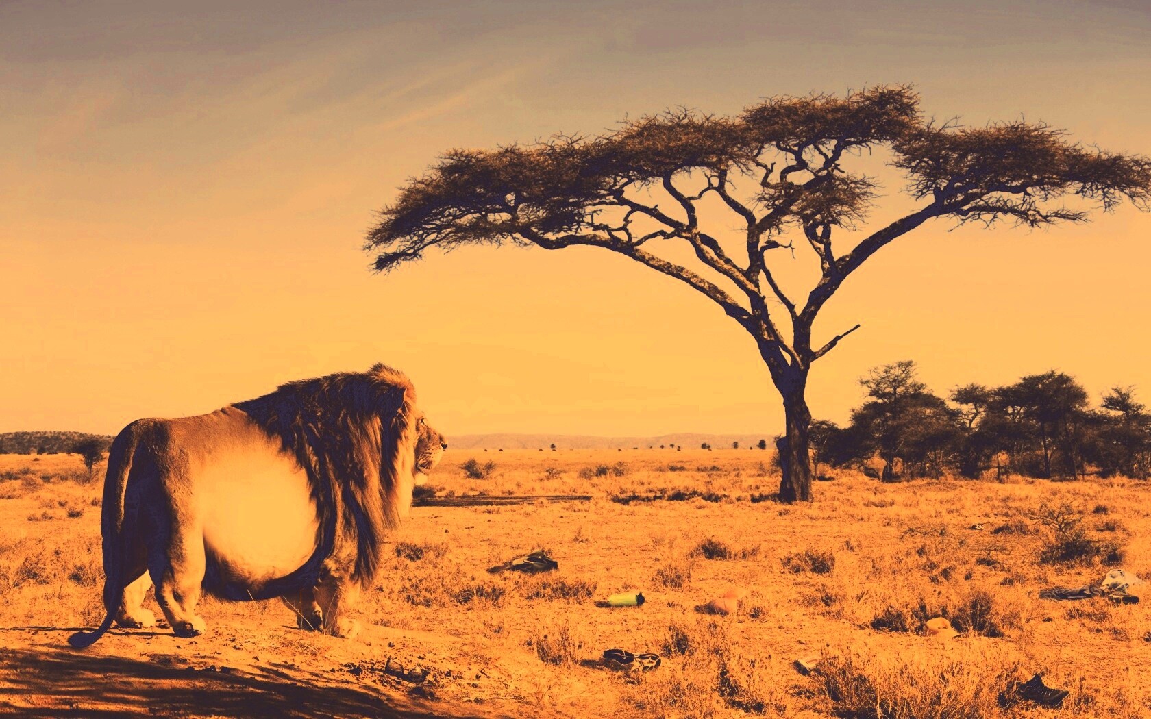 Толстый лев обои