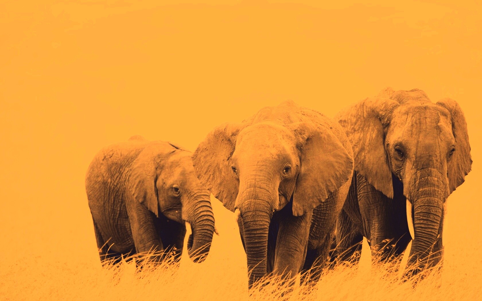 Слон, слониха и слоненок обои