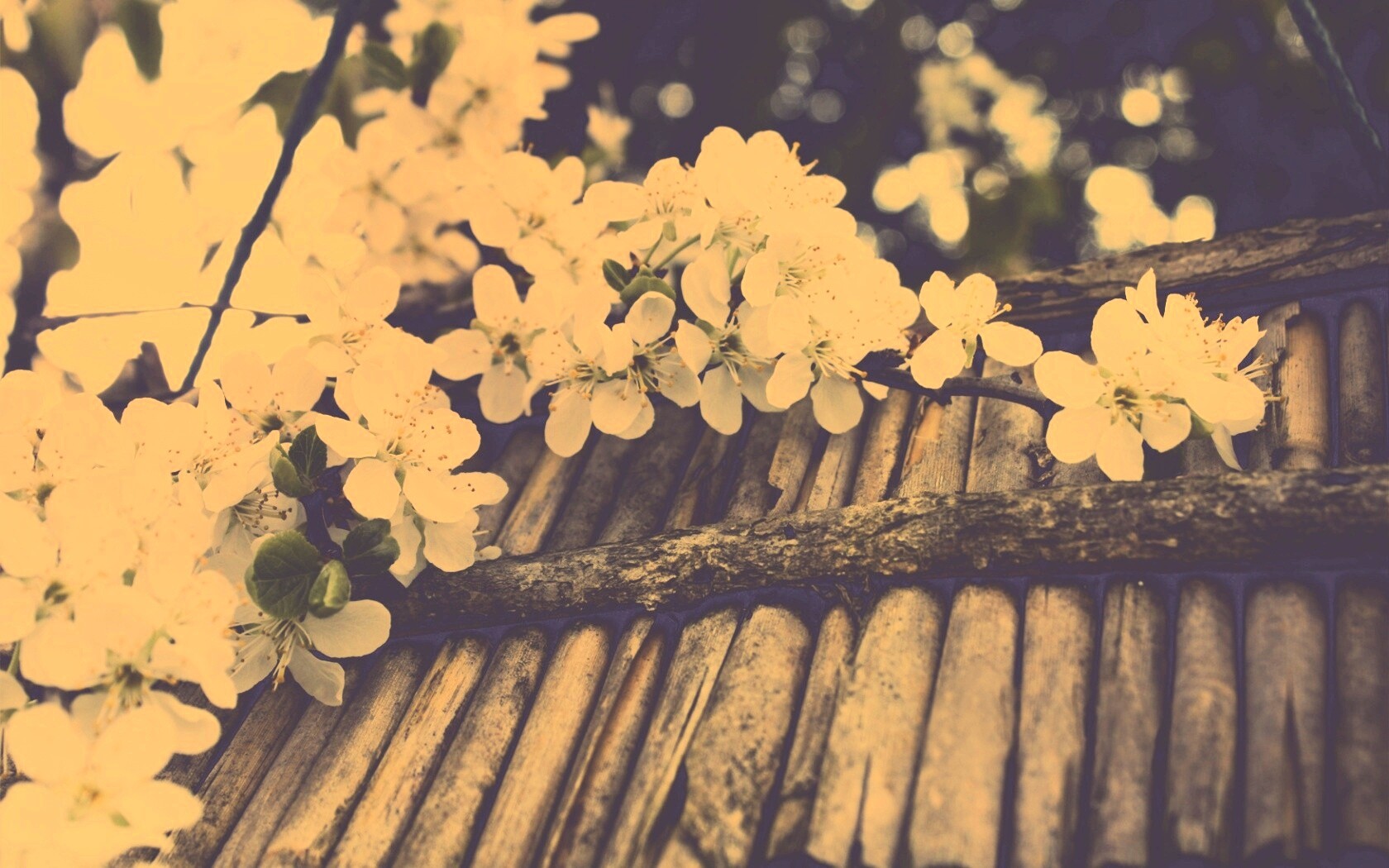 Веточка цветущей вишни обои