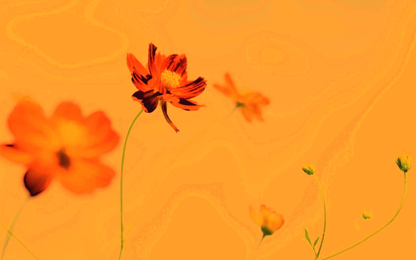 Летние цветы на фоне неба обои