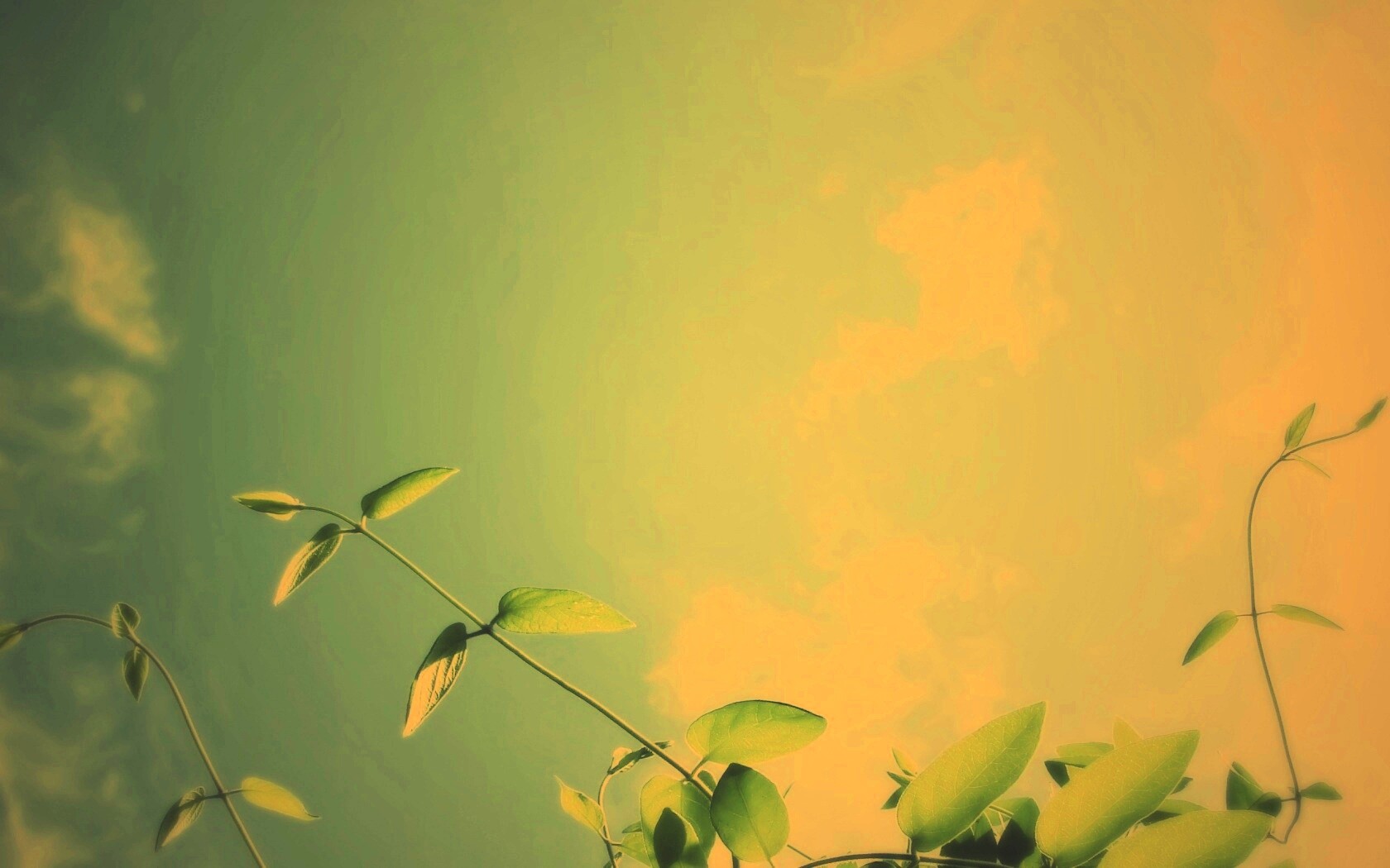 Веточки на фоне неба обои