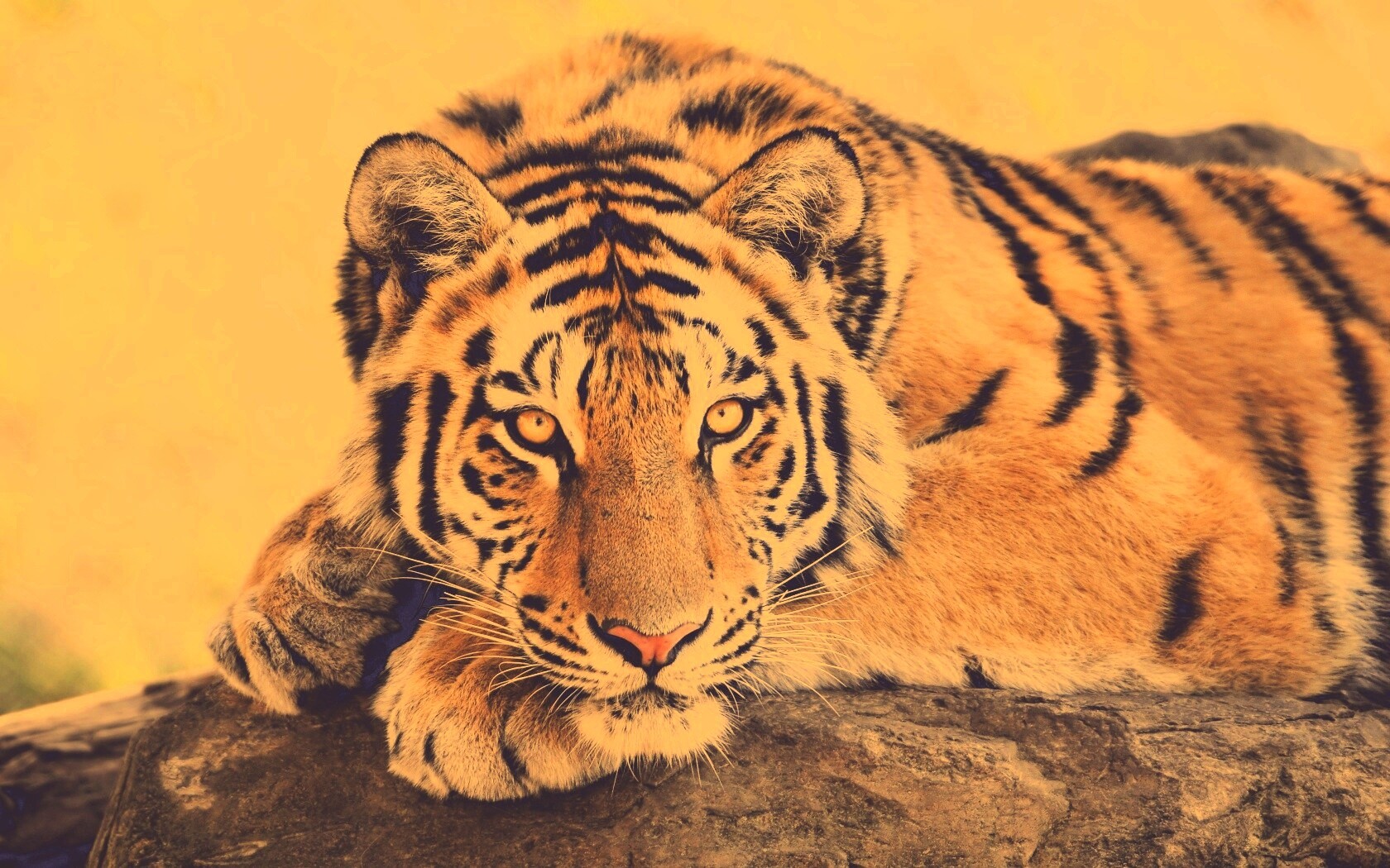 Большая полосатая кошка обои