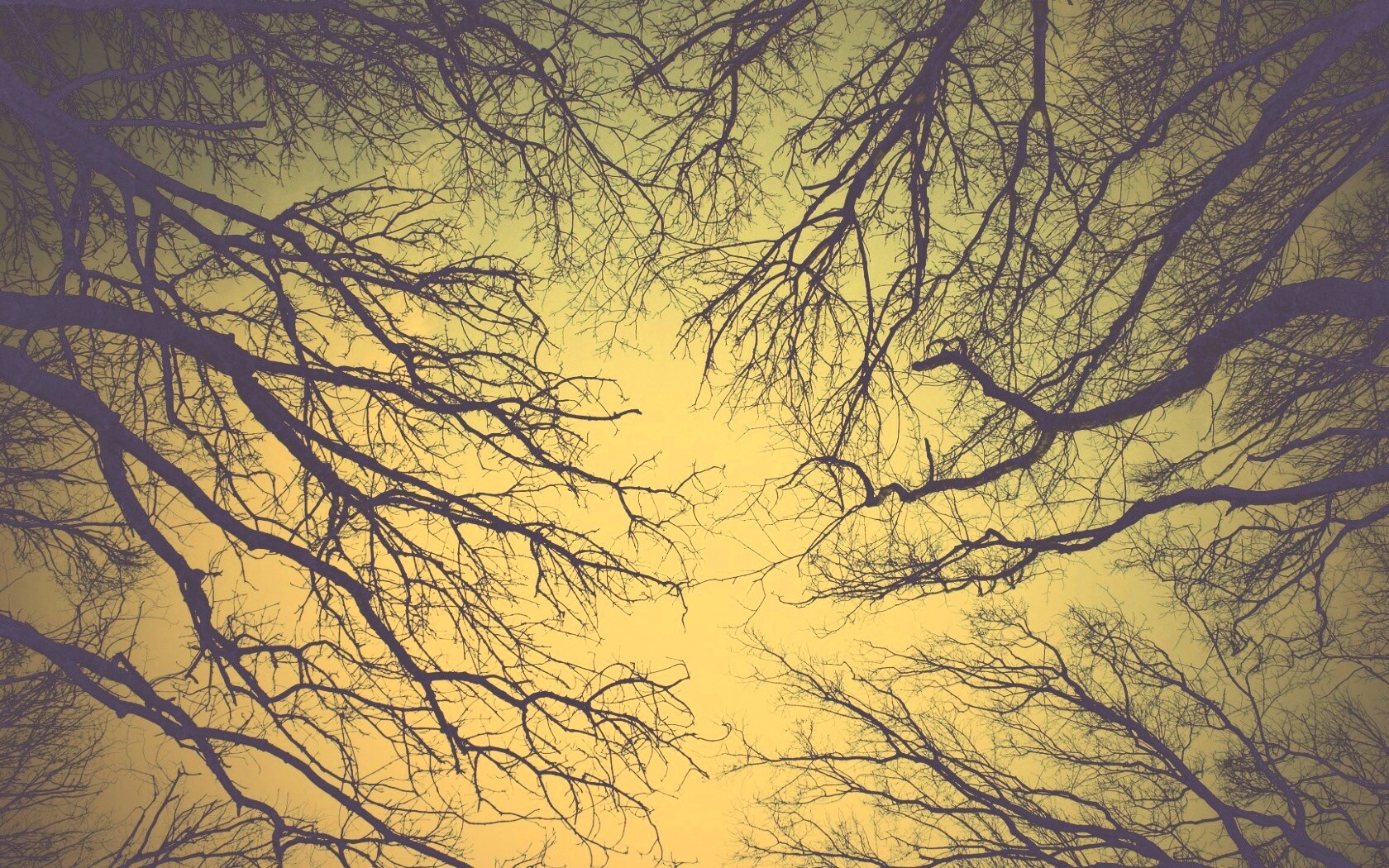 Голые кроны деревьев на фоне неба обои