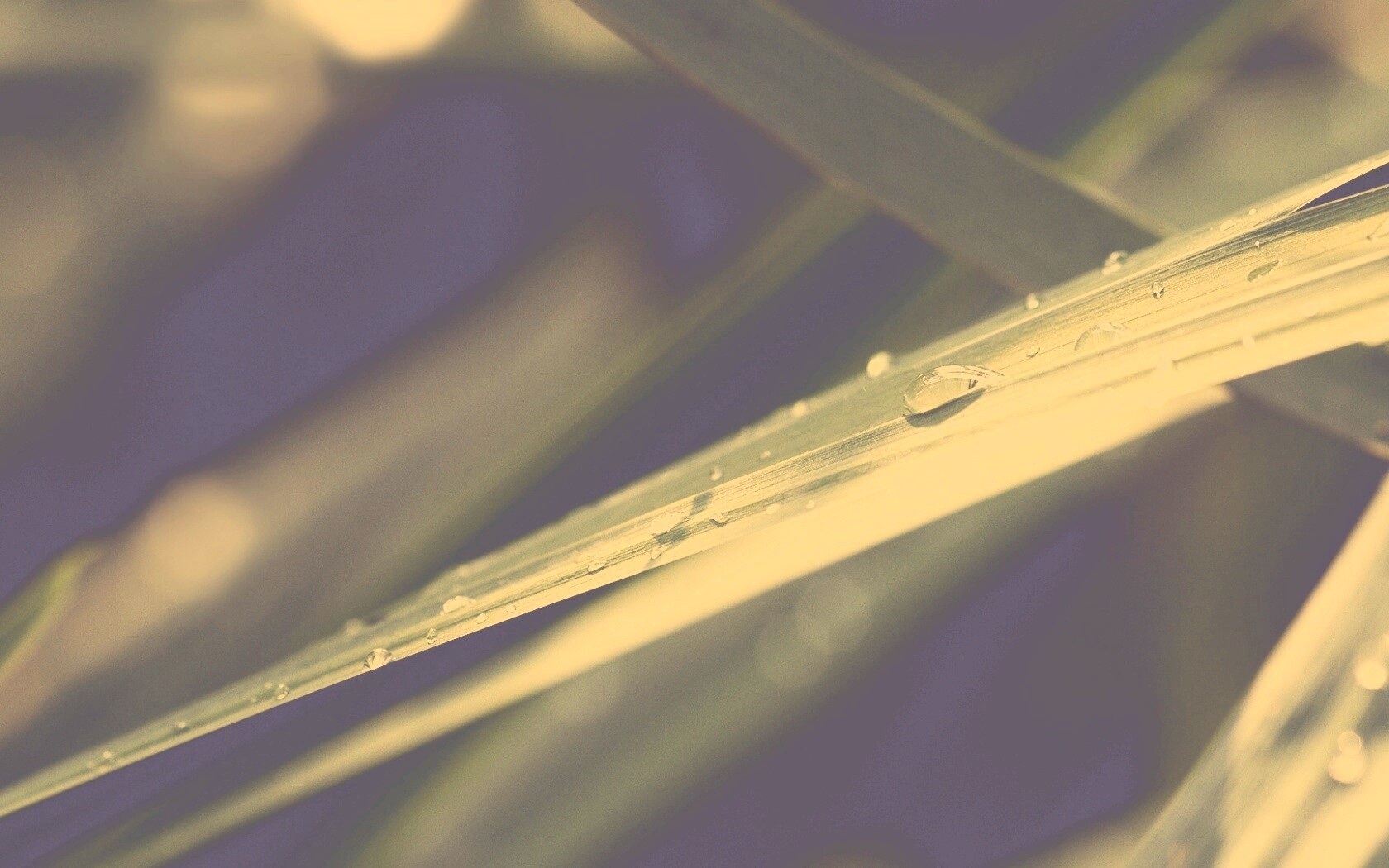 Капли росы на листе обои