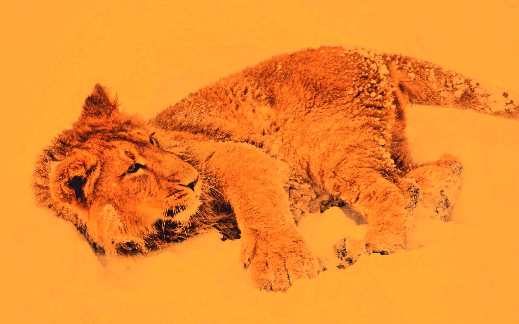 Львёнок в снегу обои