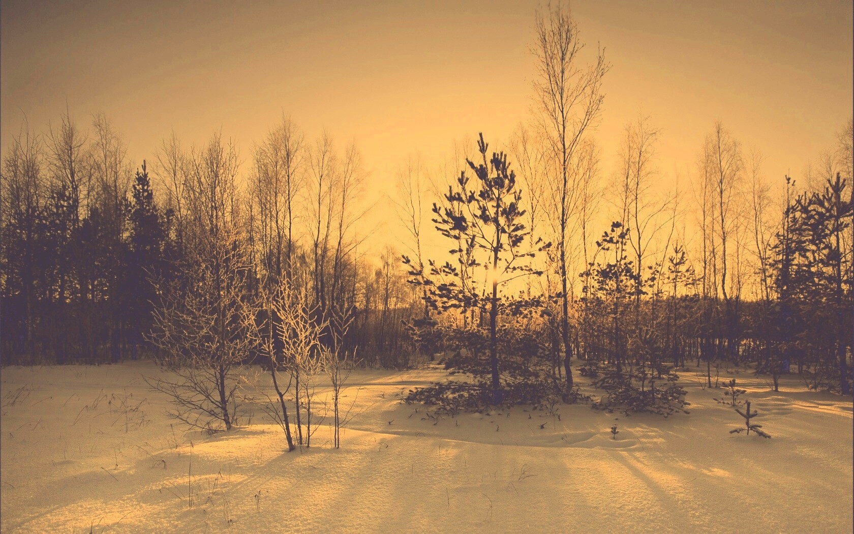 Зимний лес обои