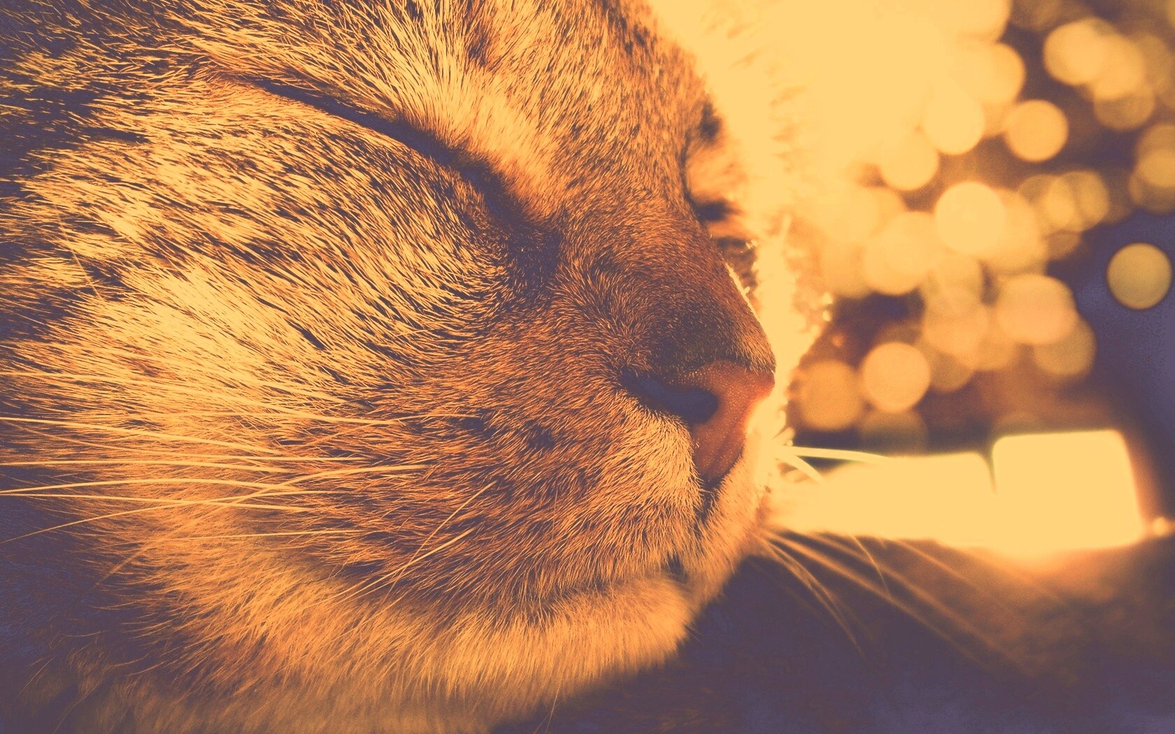 Спящий на солнце рыжий кот обои