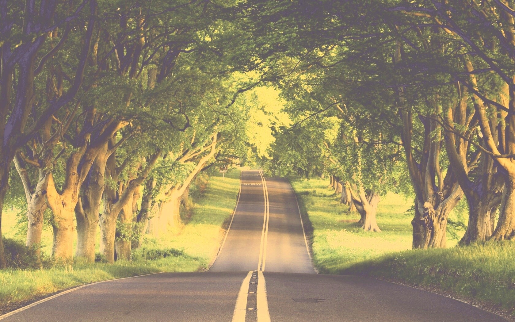 Дорога через лес обои