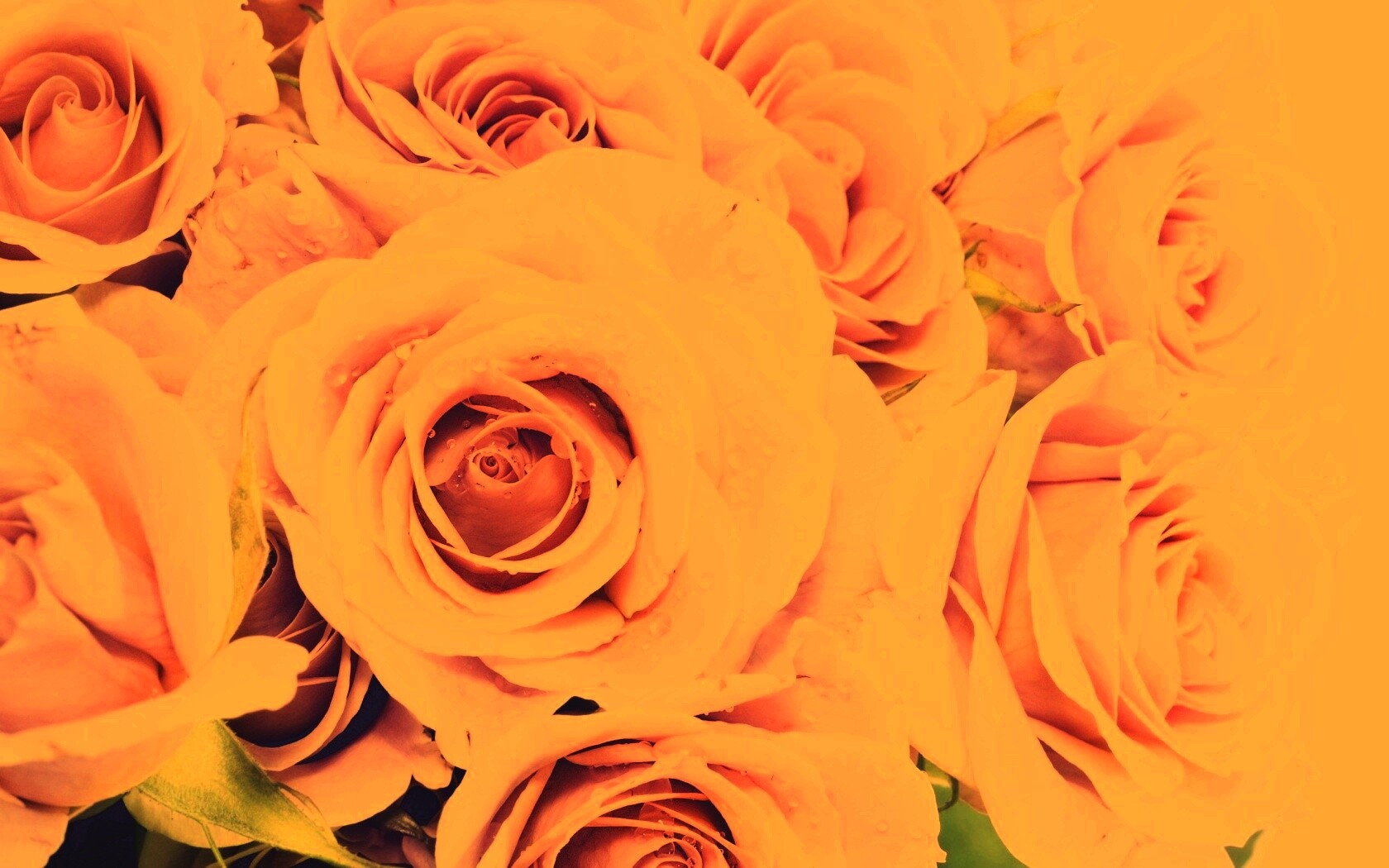 Букет розовых роз обои