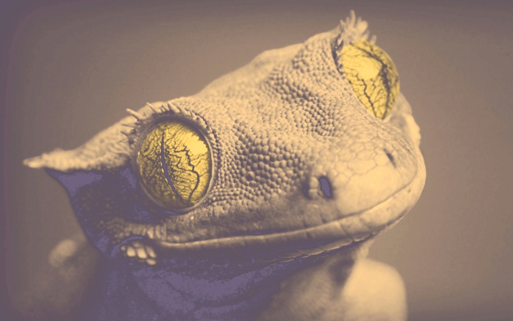 Ящерка обои