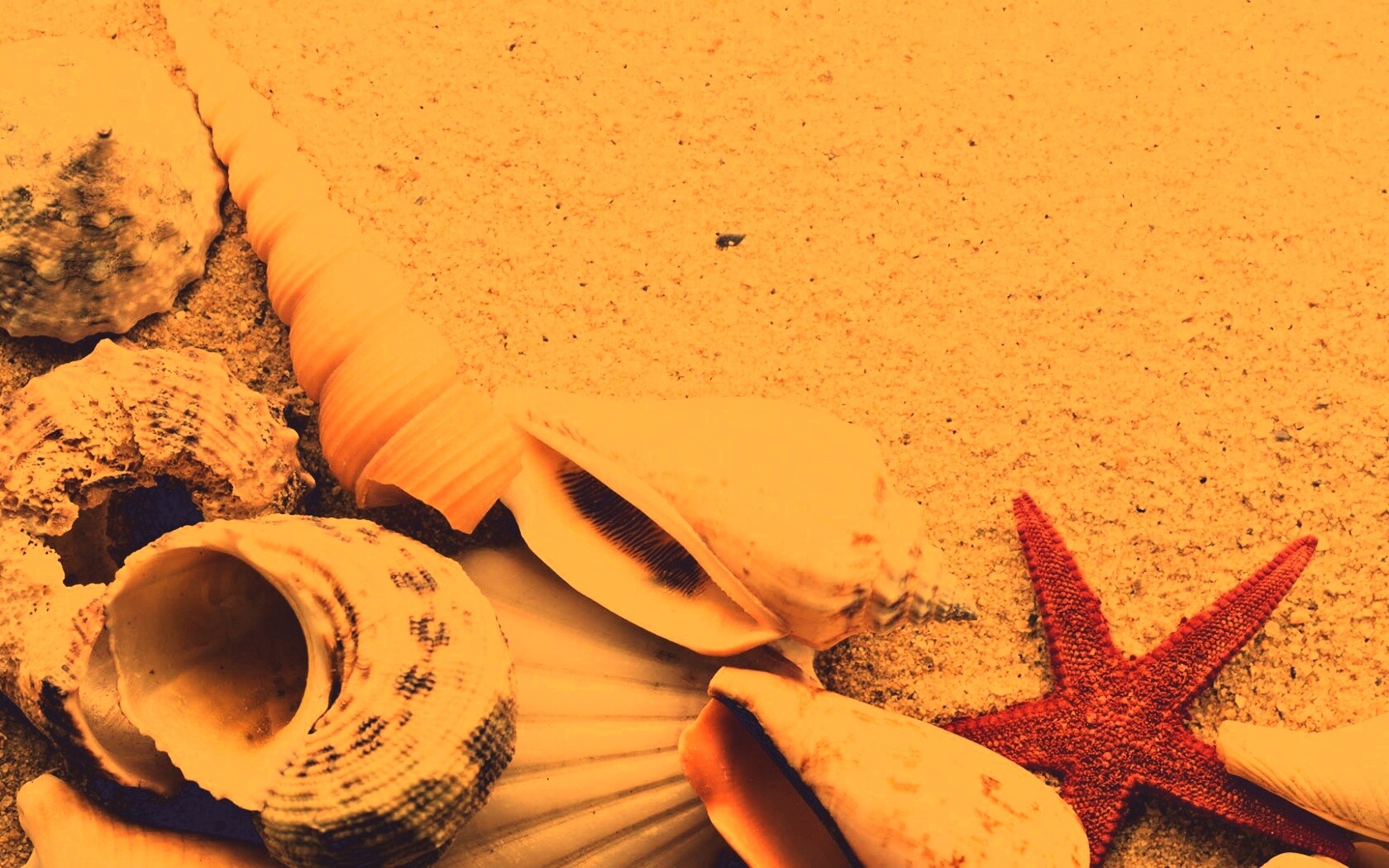 Морские раковины и звезды обои