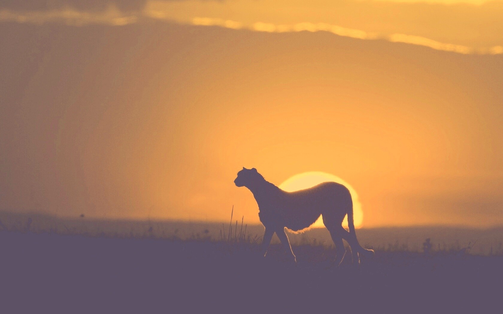 Гепард на закате обои