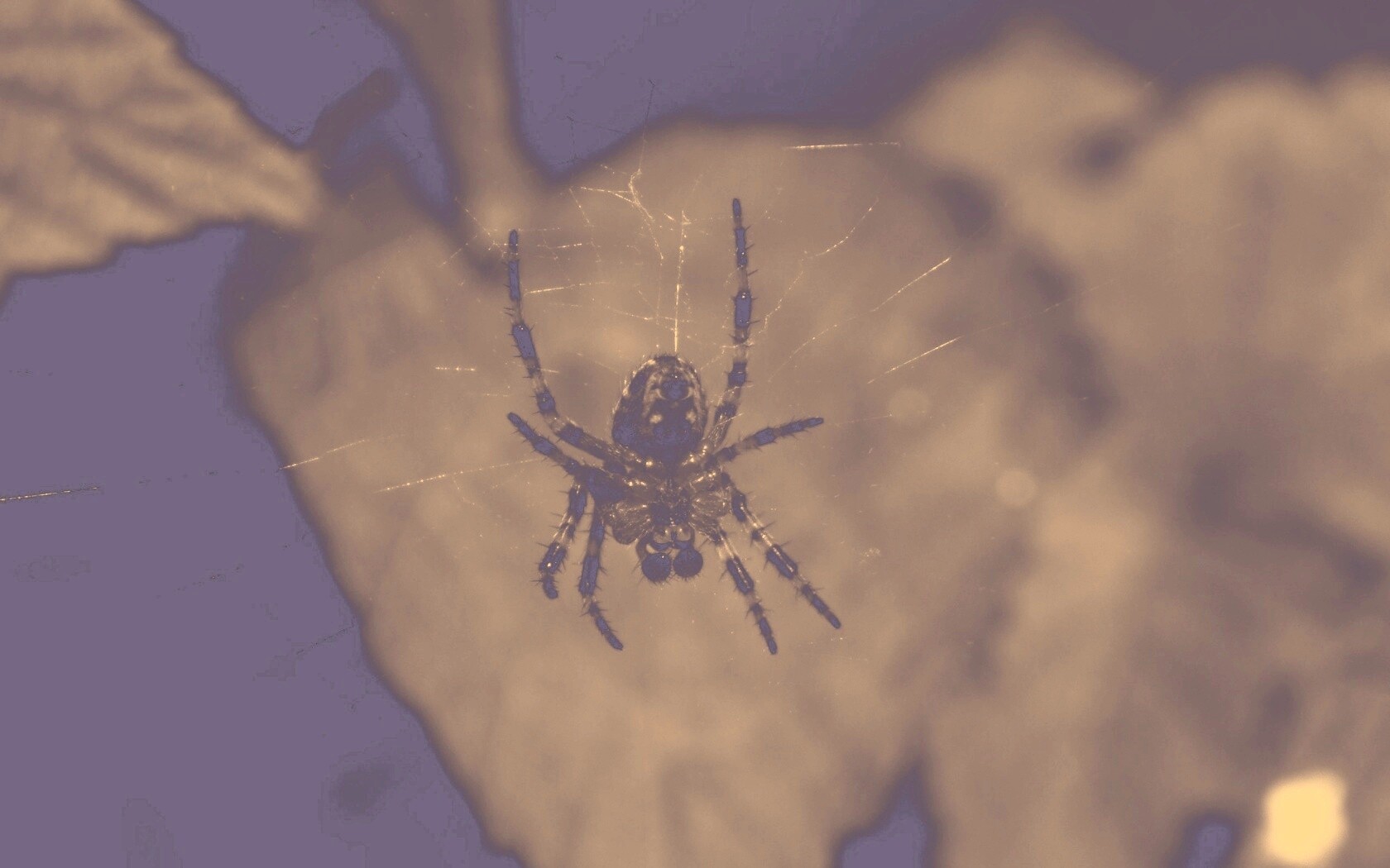 Паук на паутине обои