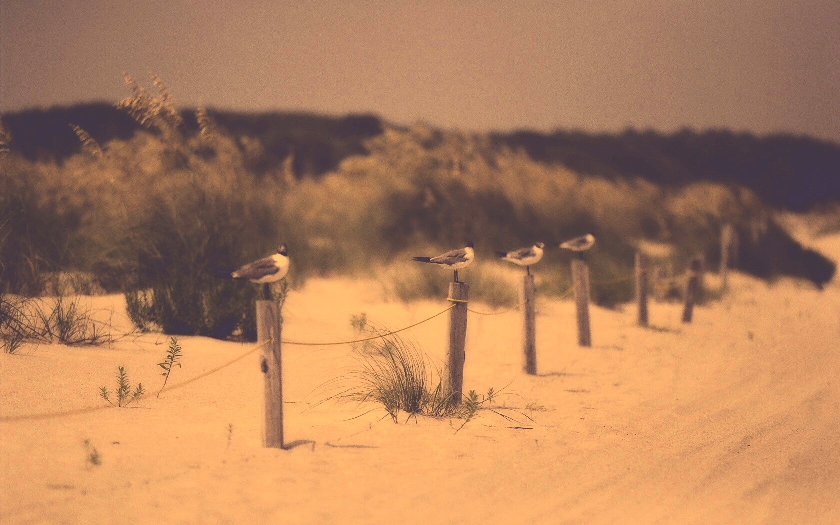 Птички на столбиках обои