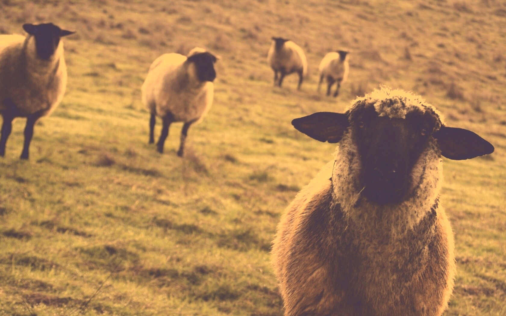 Овцы на пастбище обои