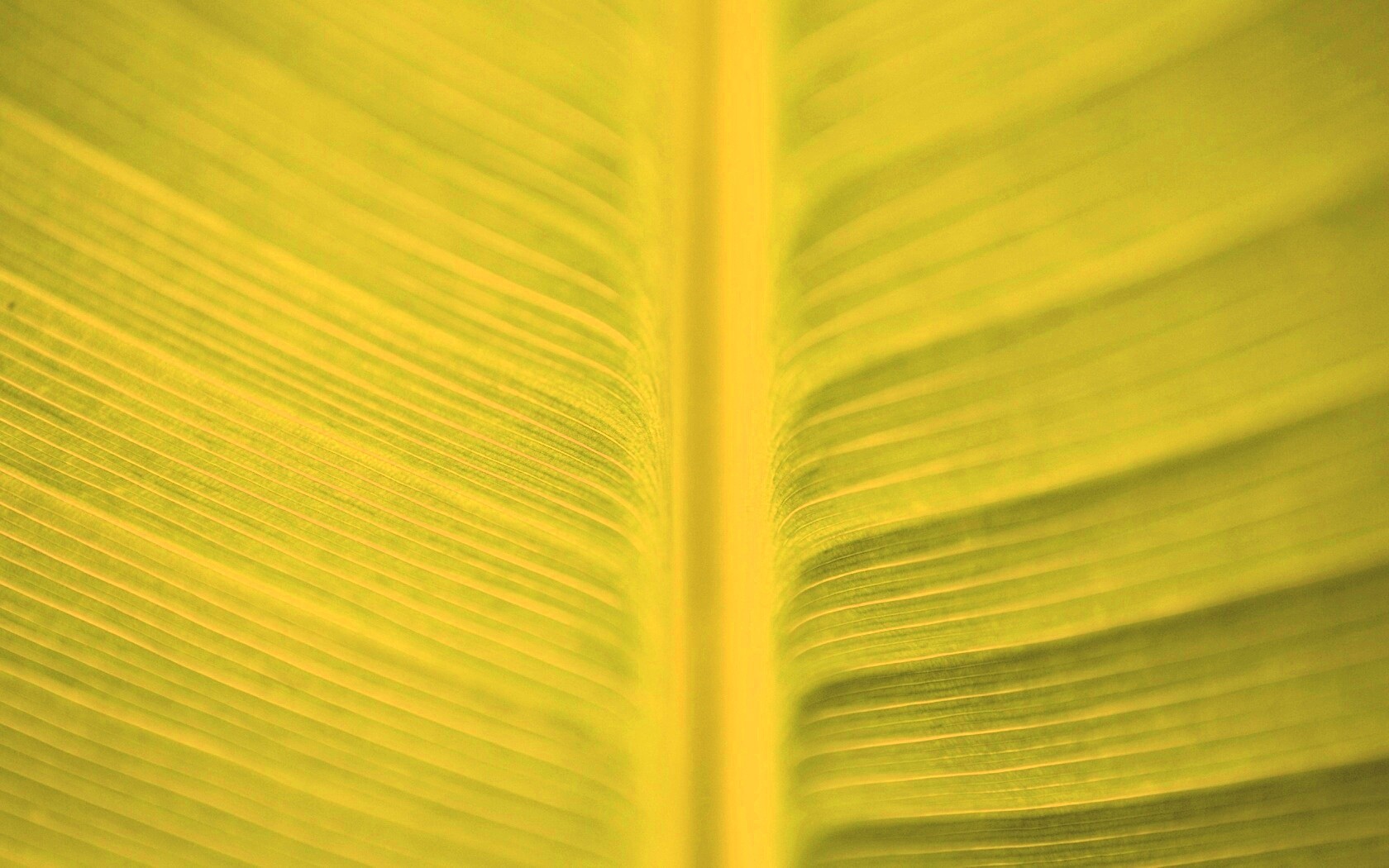 Макро фото листа обои