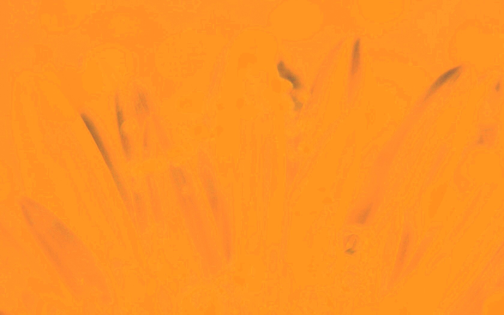 Белые лепестки обои